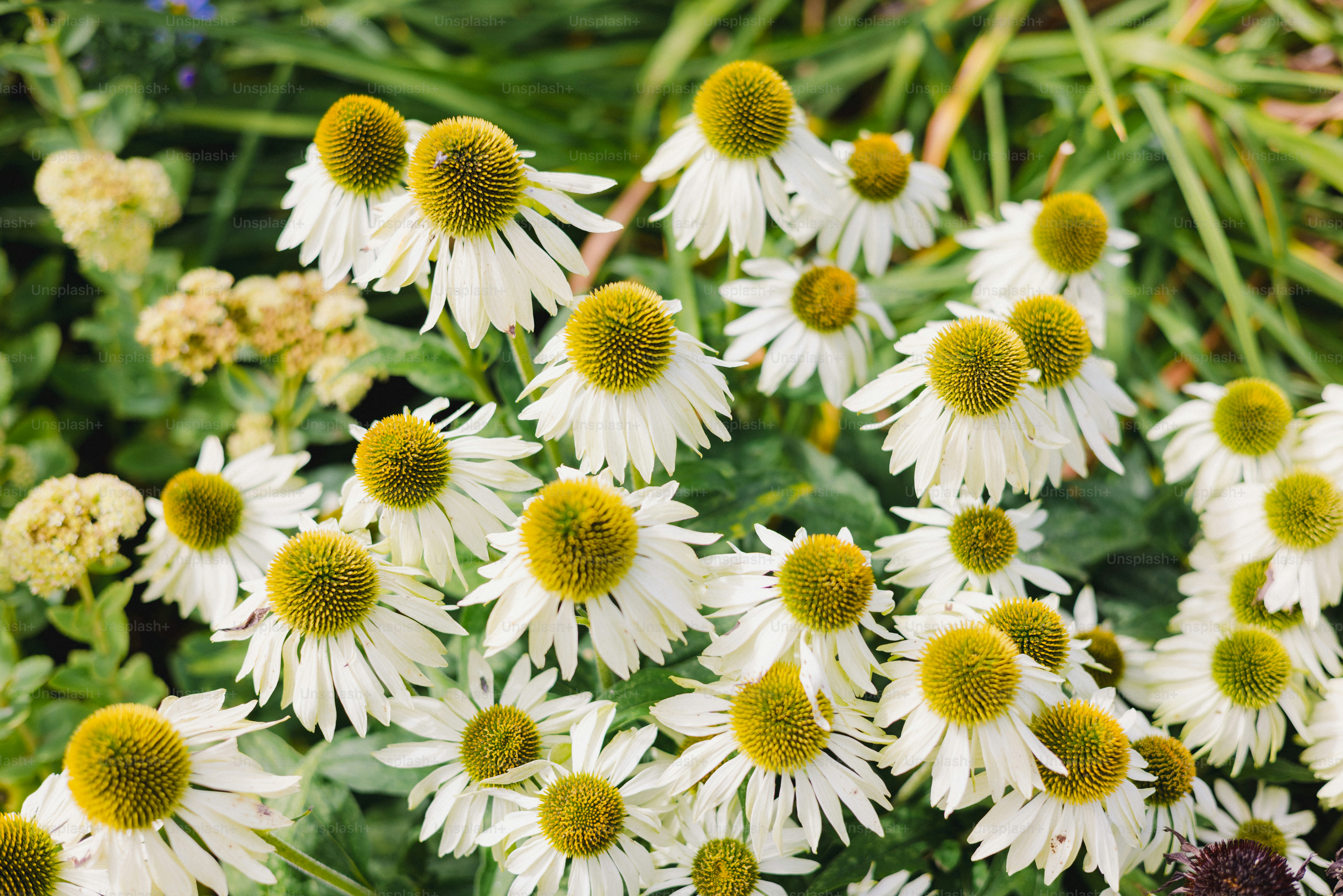 White coneflowers with yellow centers bloom in garden.