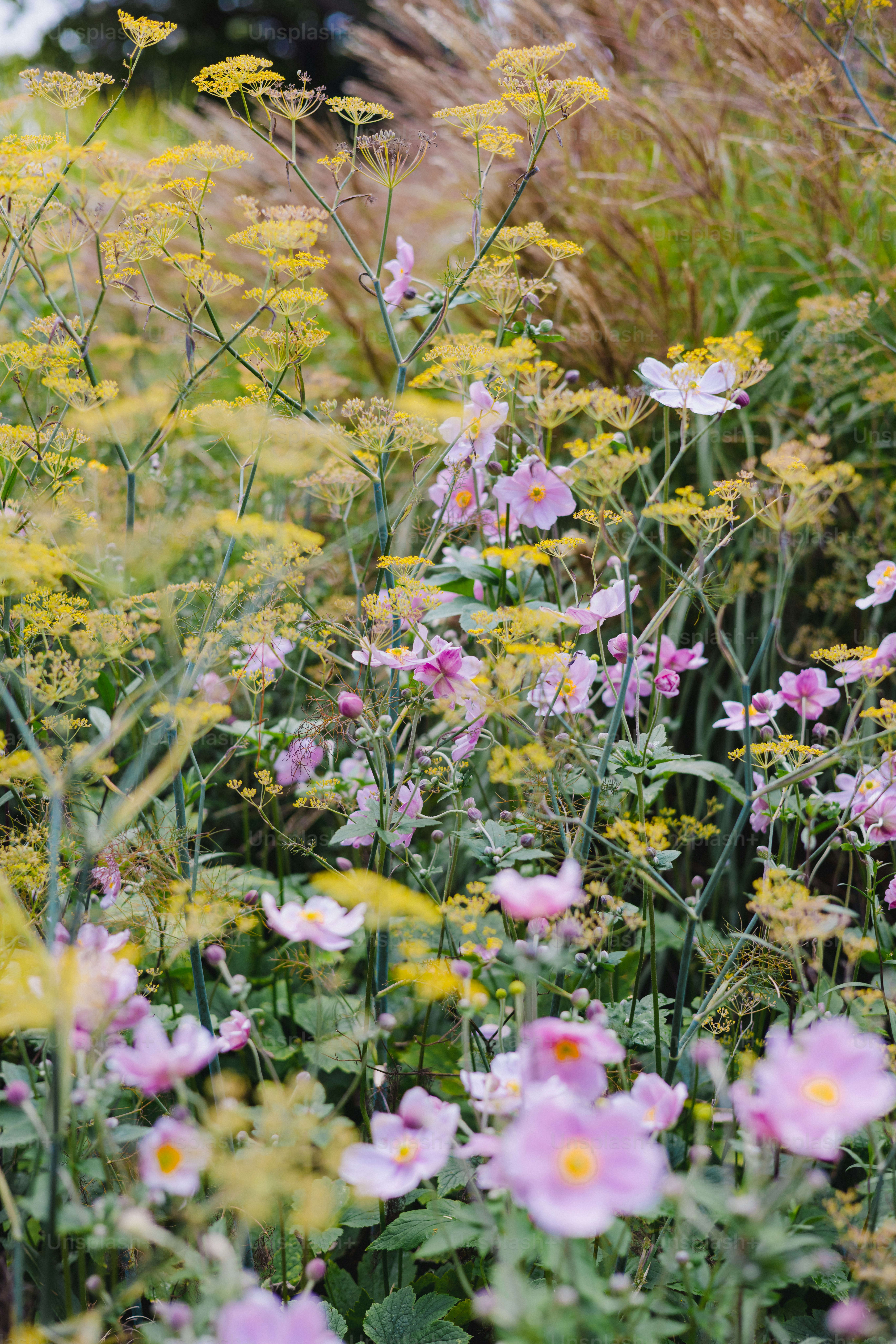 Pink japanese anemone flowers and yellow dill in garden