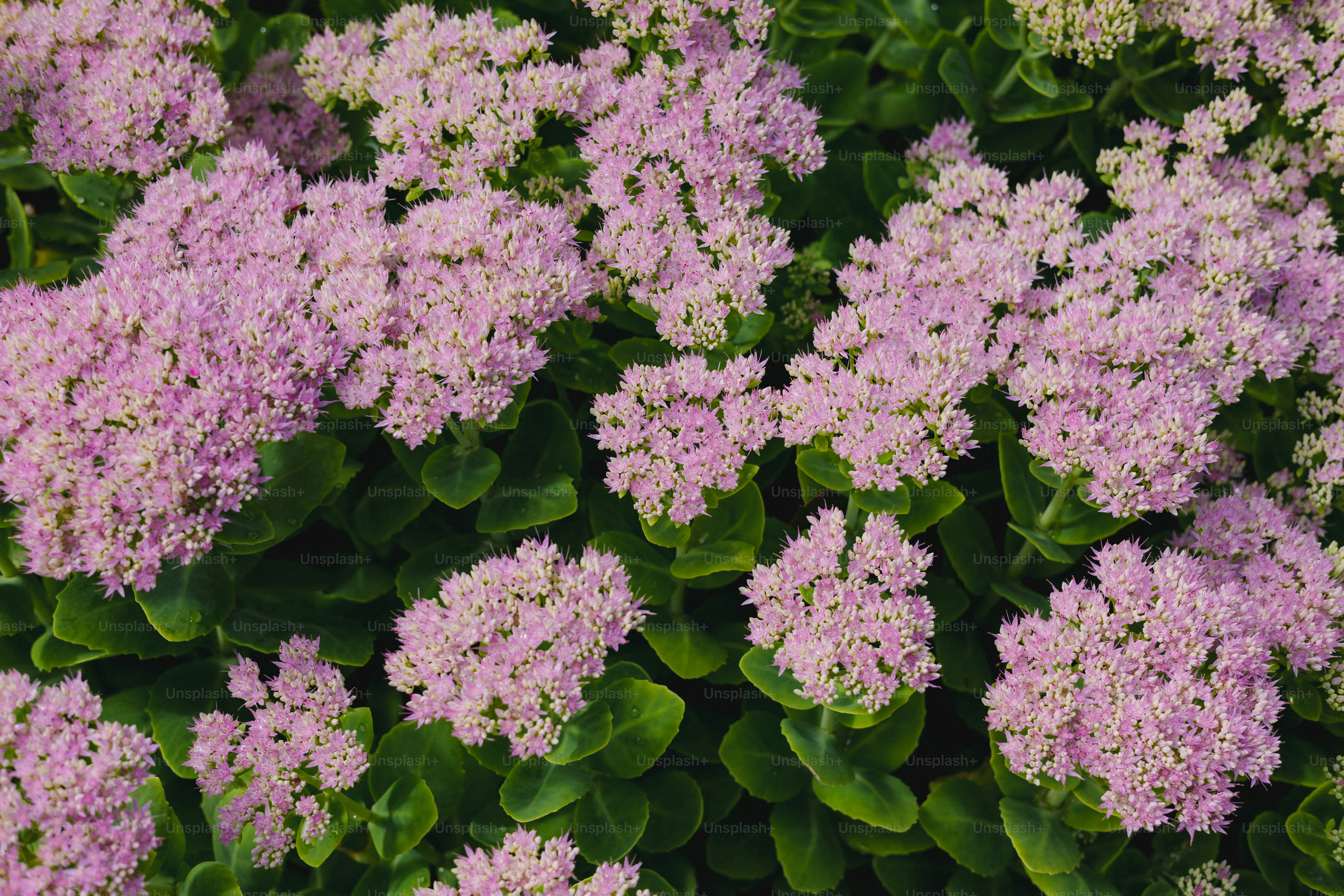 Clusters of light pink flowers bloom on green stems.
