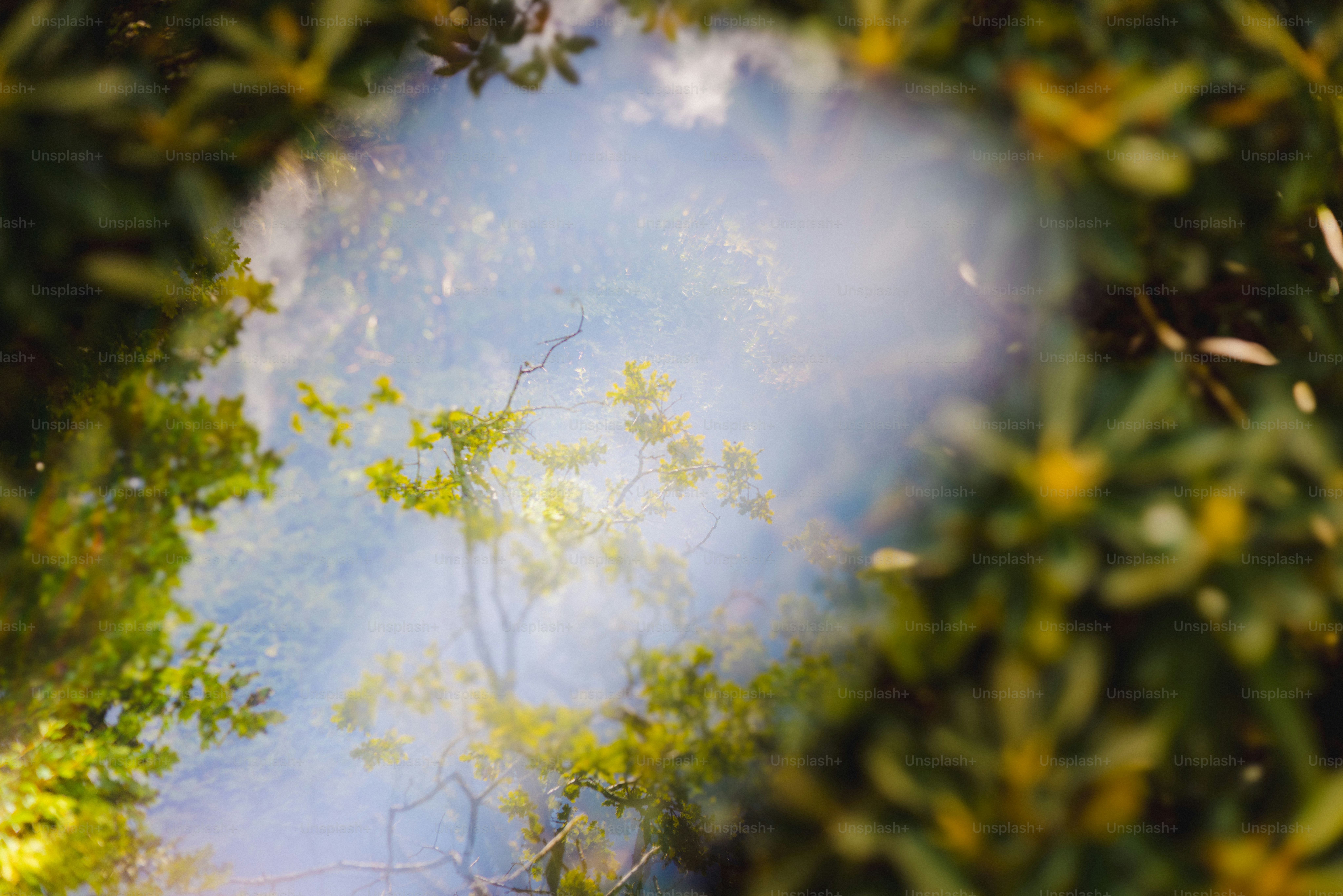 Trees and smoke reflected in water