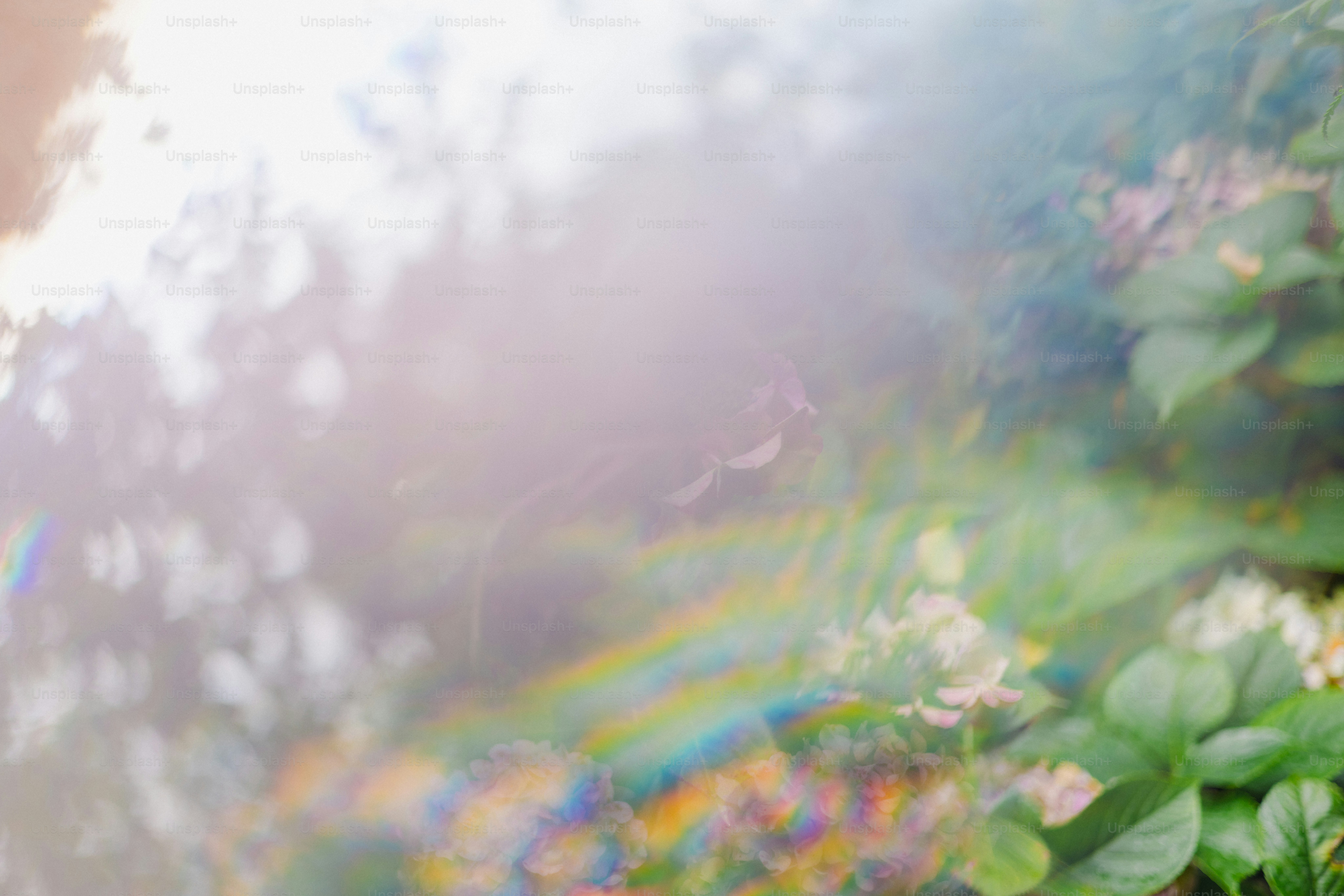 Sunlight flares over green foliage and flowers