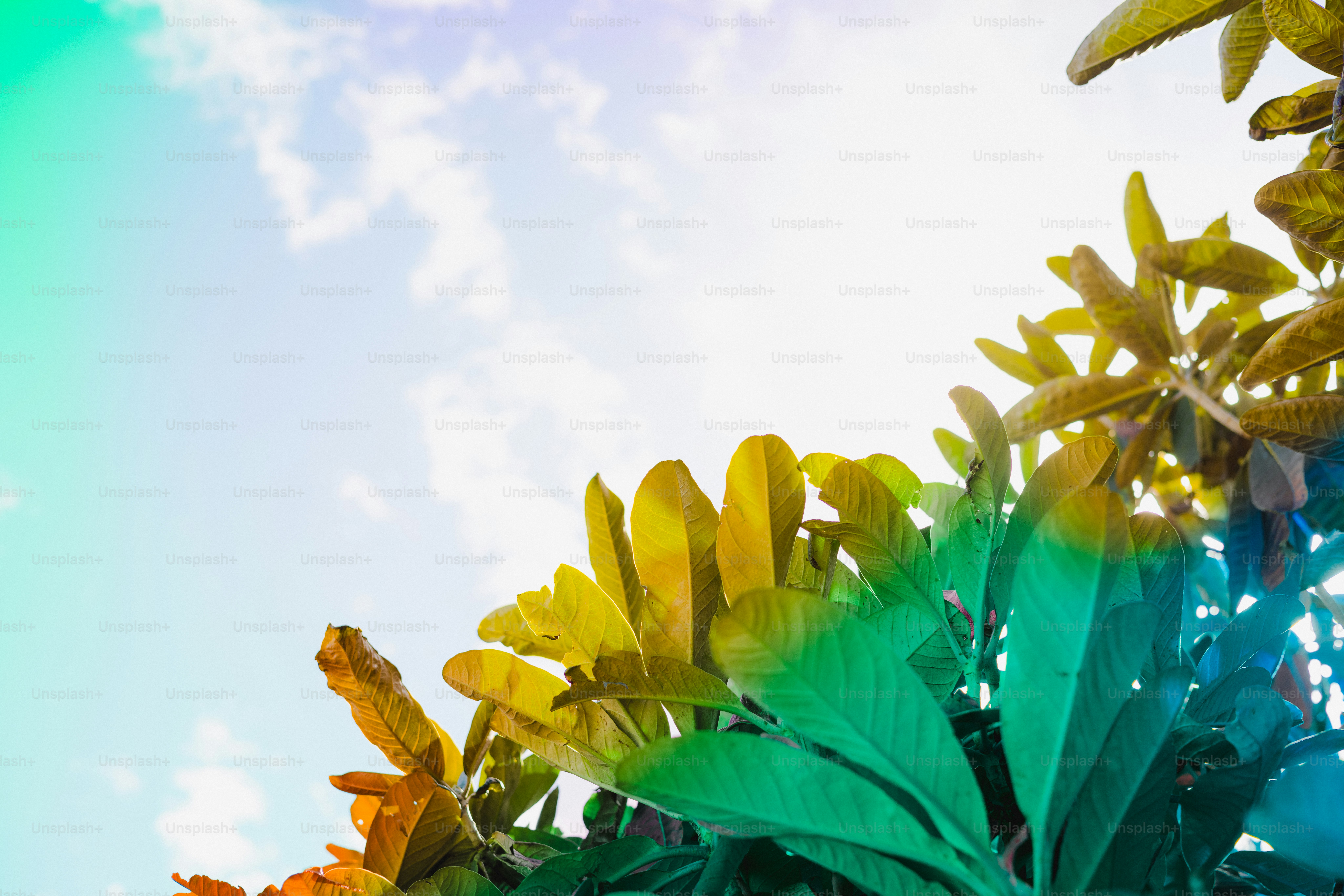 Green and yellow leaves against a sky.