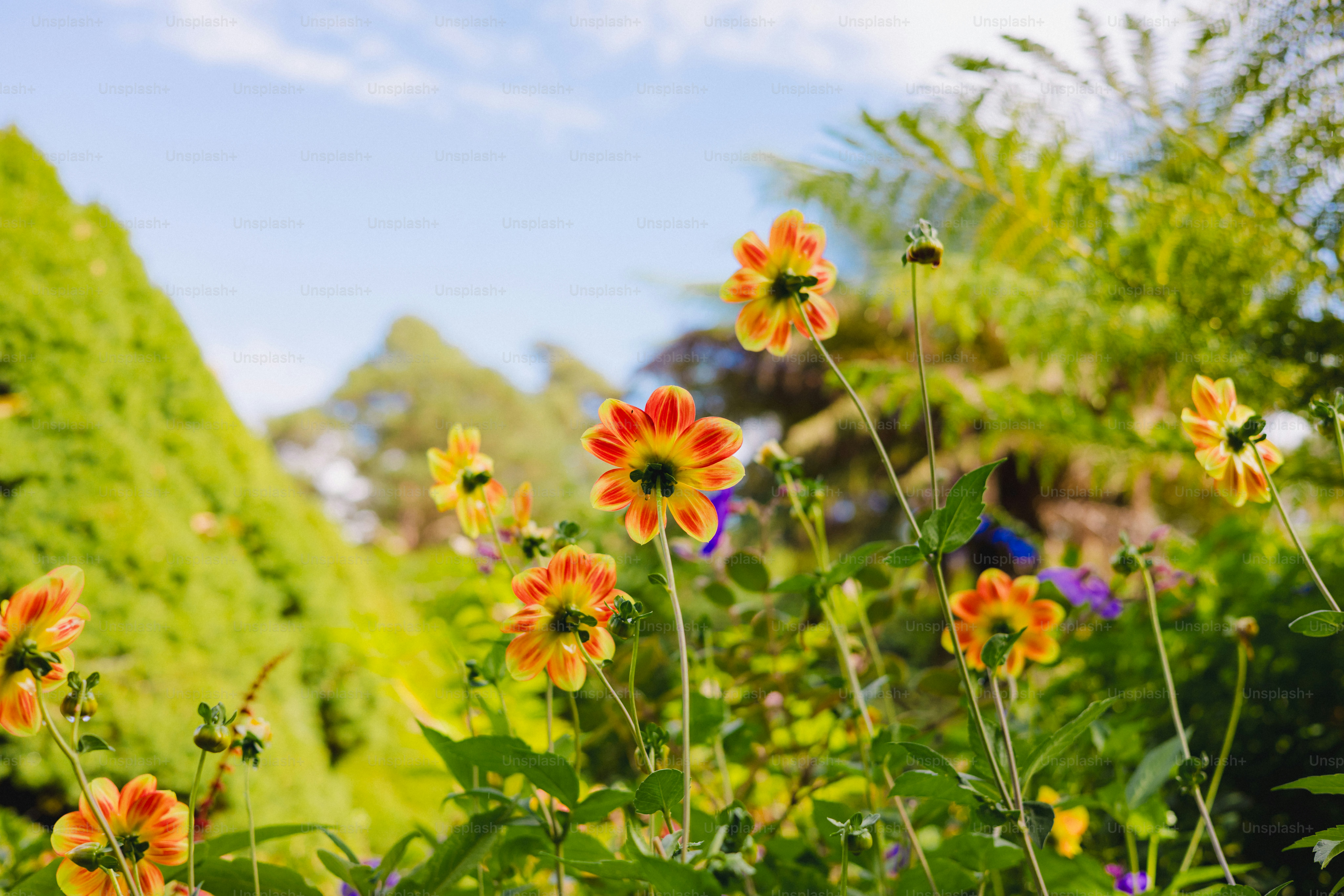 Fleurs oranges et jaunes fleurissant dans un jardin