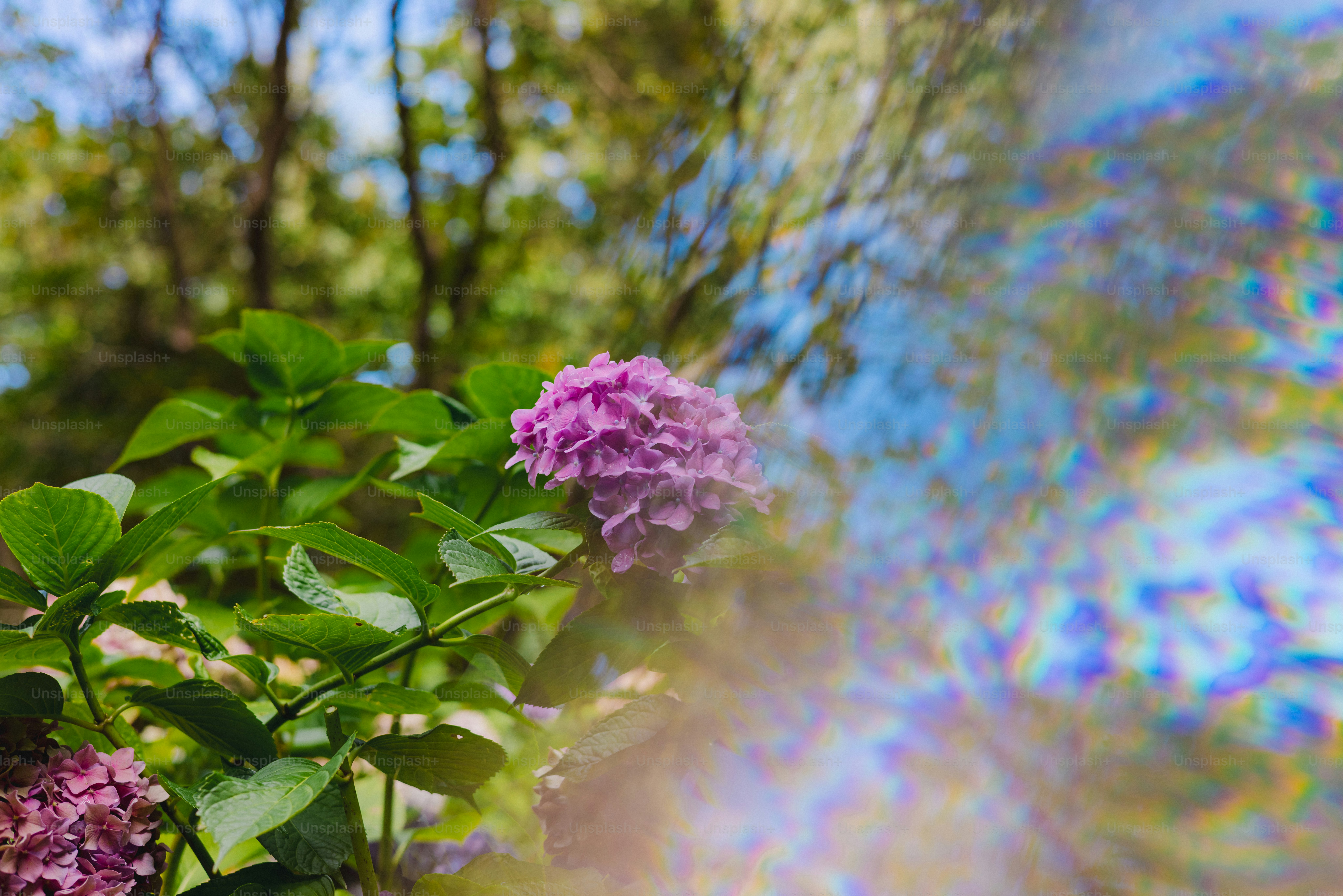 Purple hydrangea bloom with green leaves and bokeh