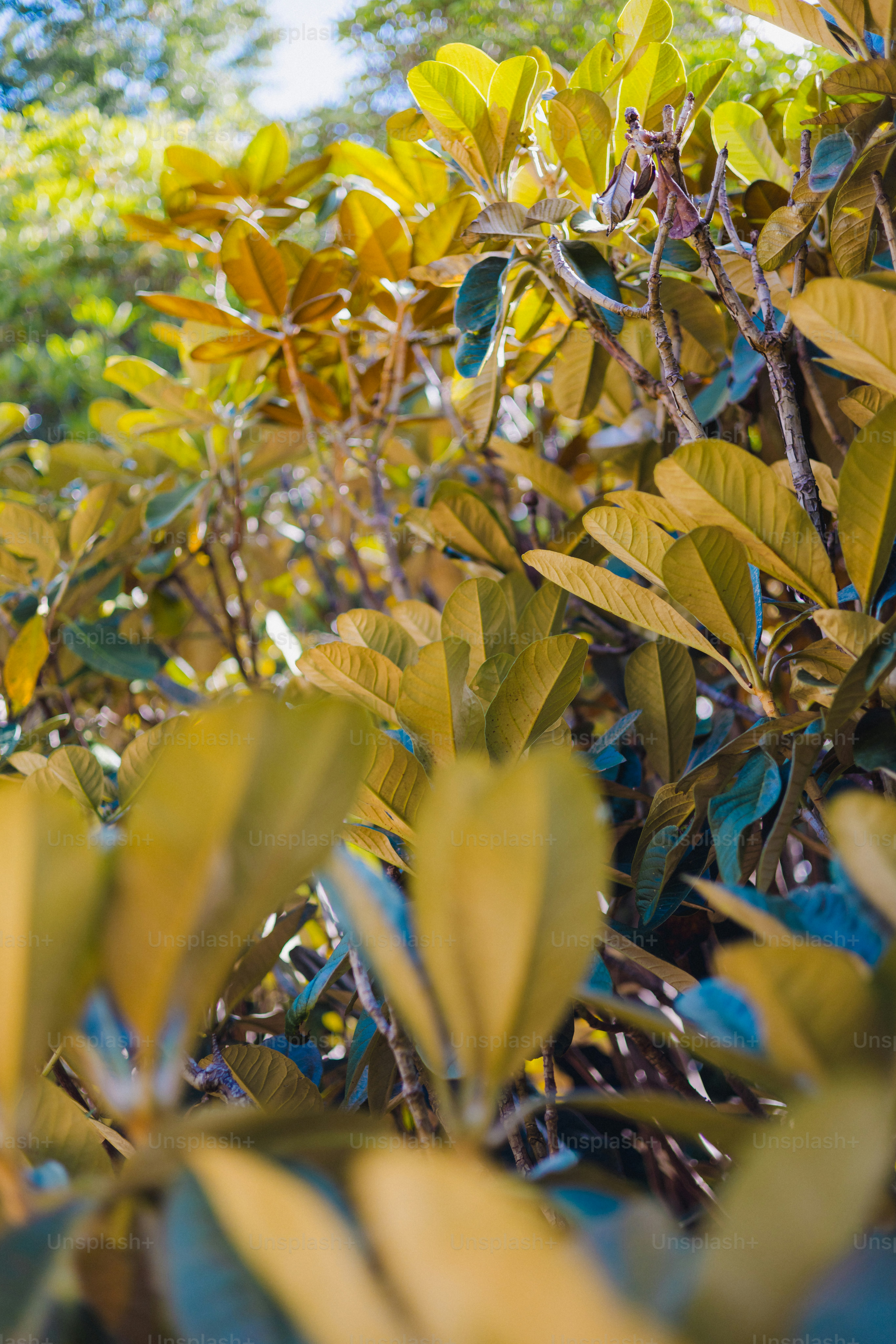 Close-up of yellow-green leaves on branches.
