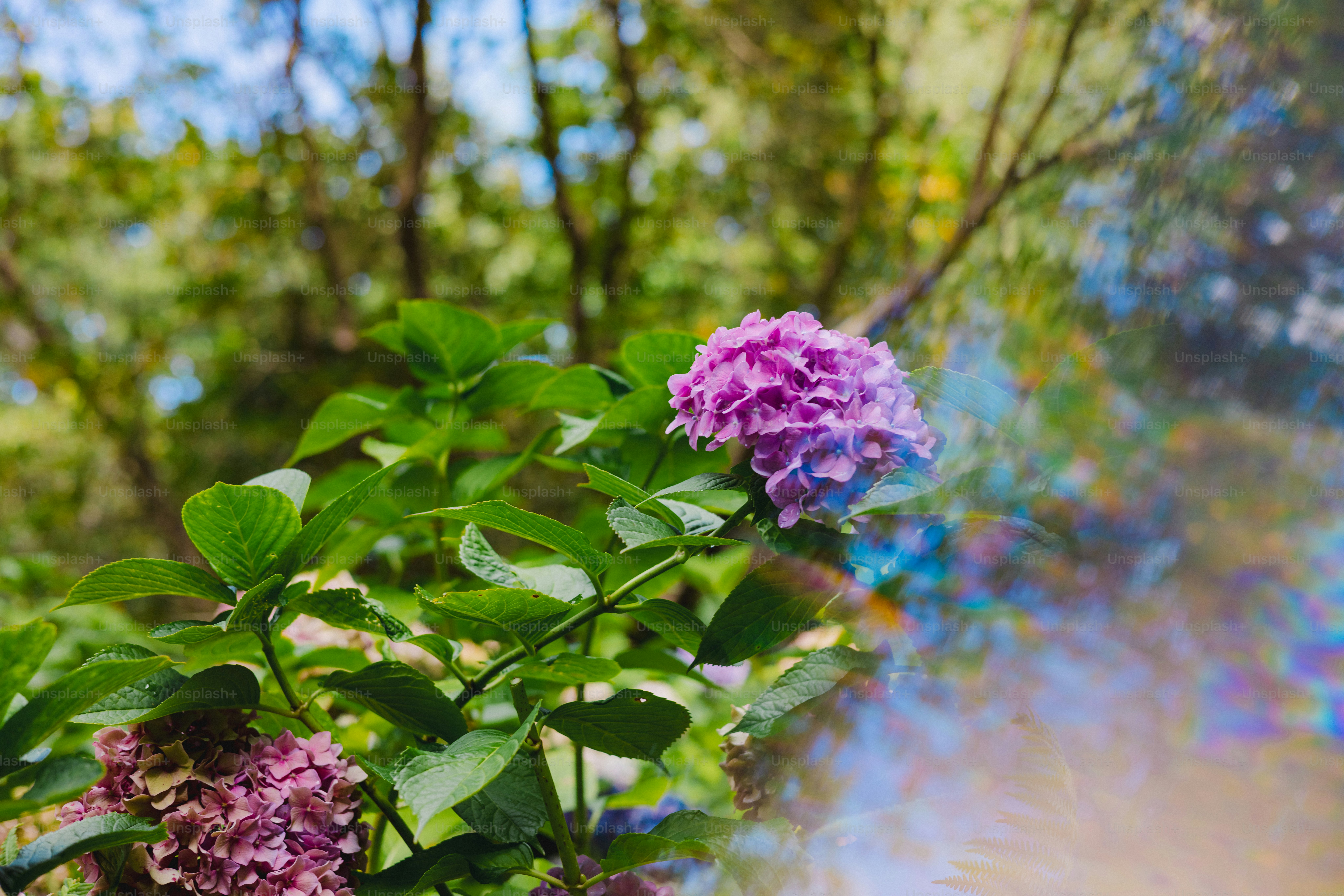 Purple and pink hydrangea blooms on a green bush.