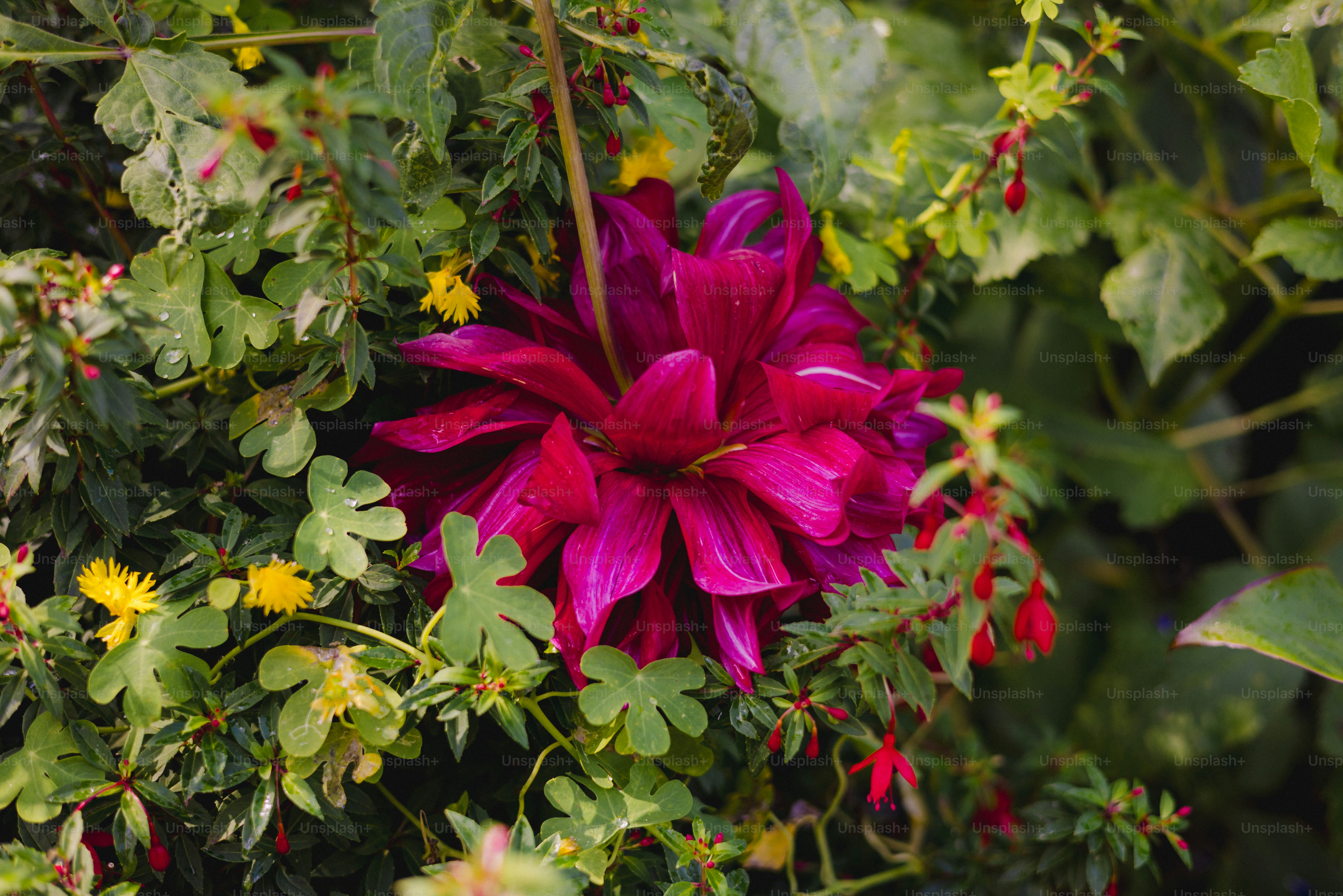 A vibrant purple dahlia flower surrounded by greenery.