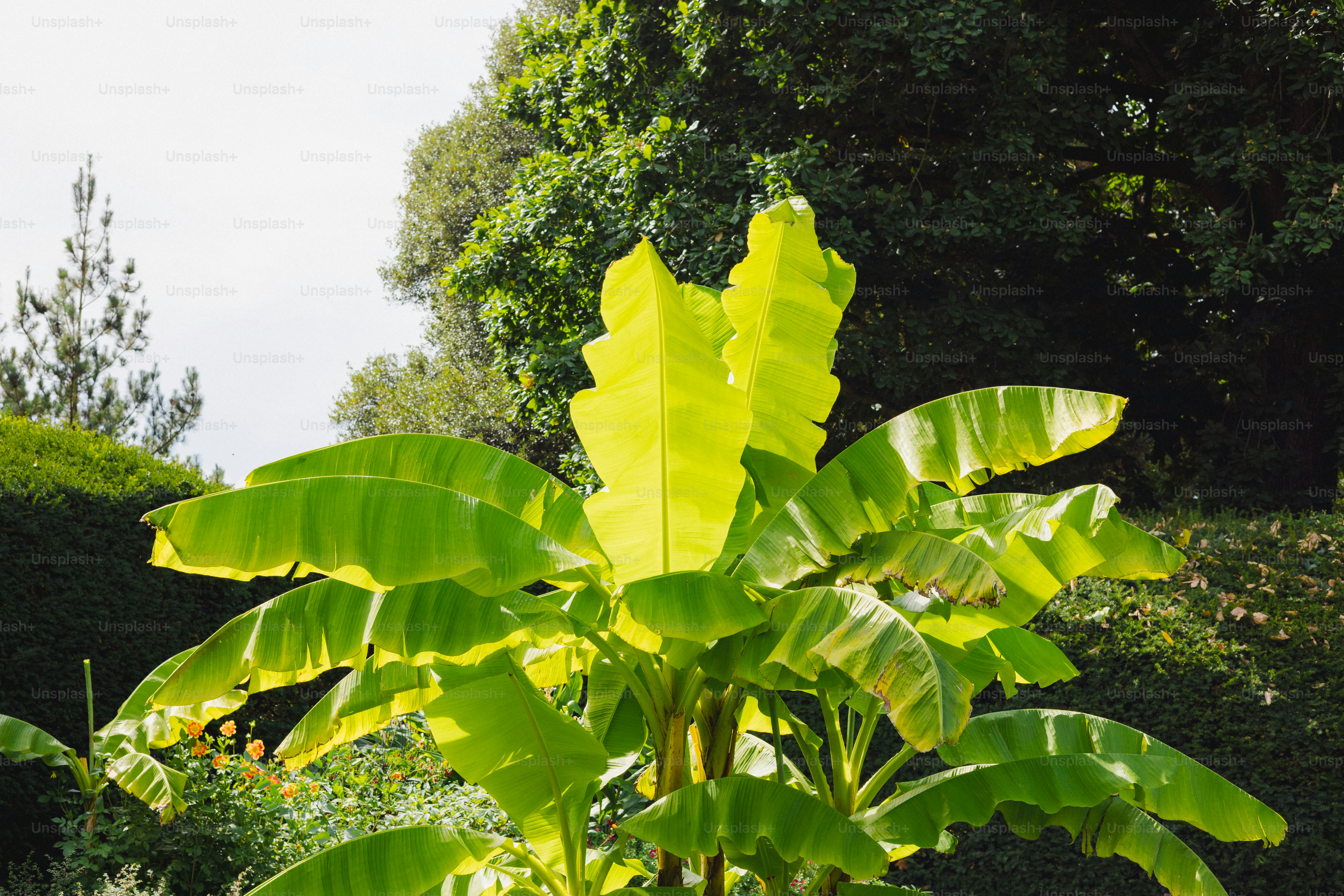 Lush green banana leaves in bright sunlight