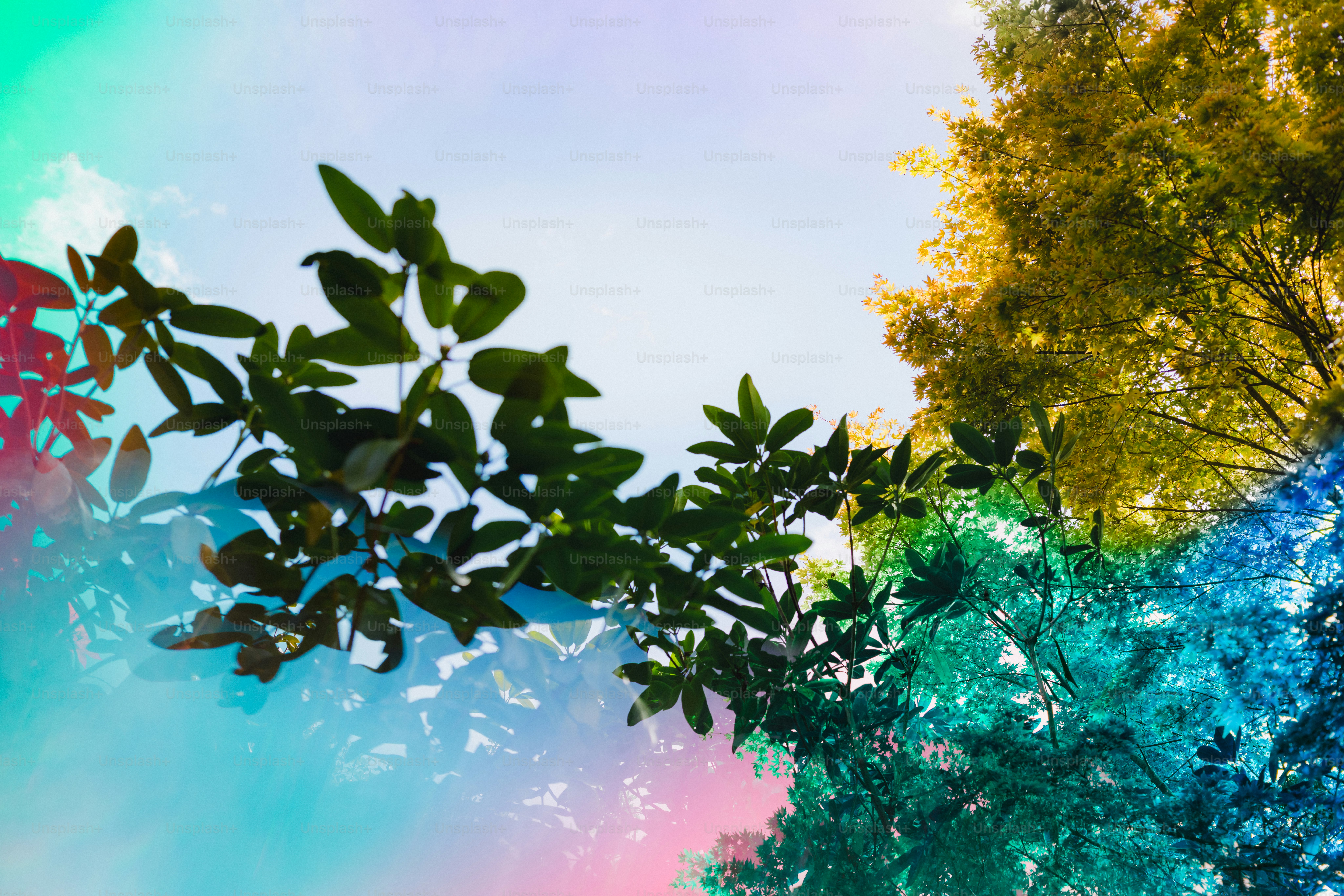 Colorful abstract overlay on leaves and sky