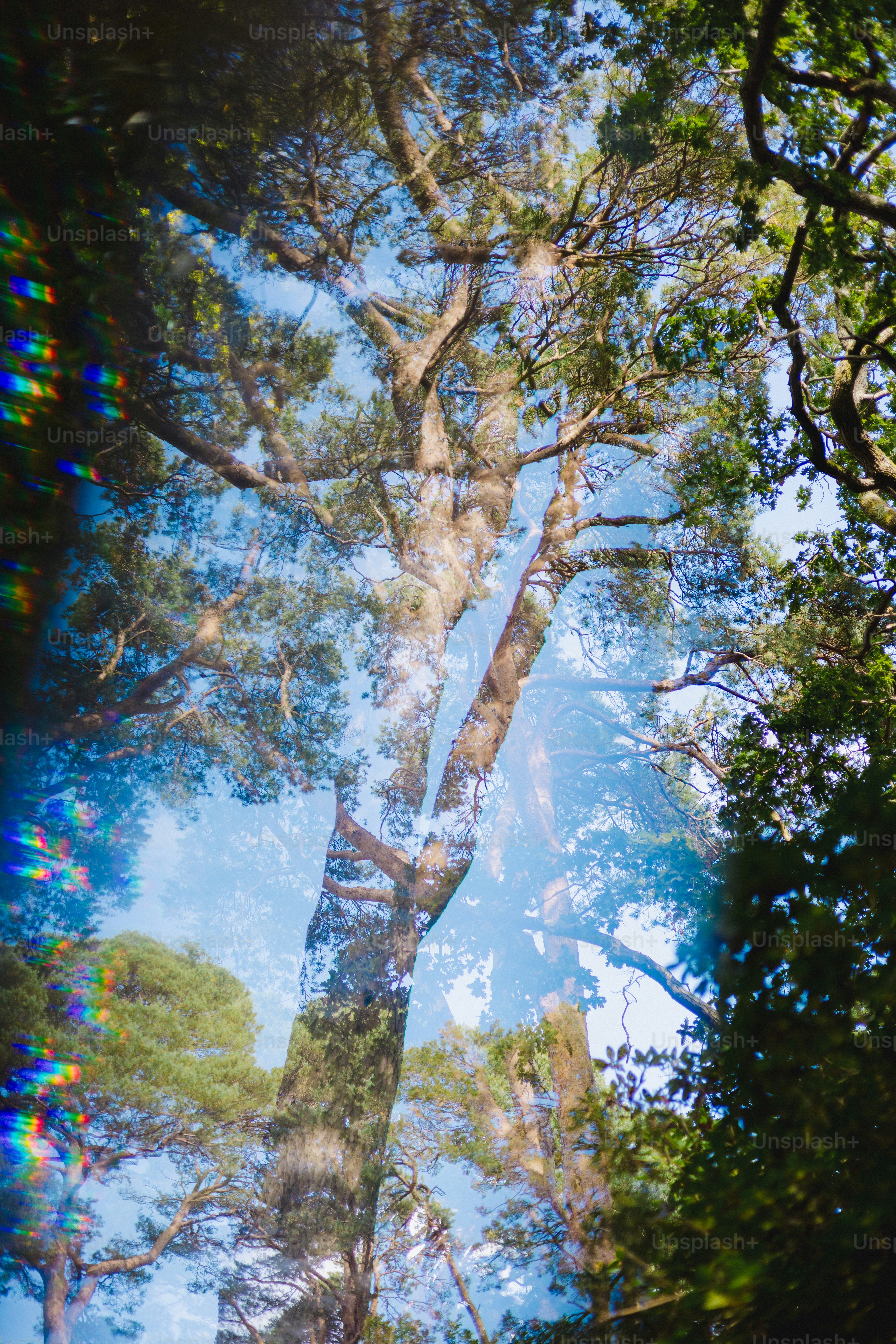 Tall tree branches against a bright blue sky