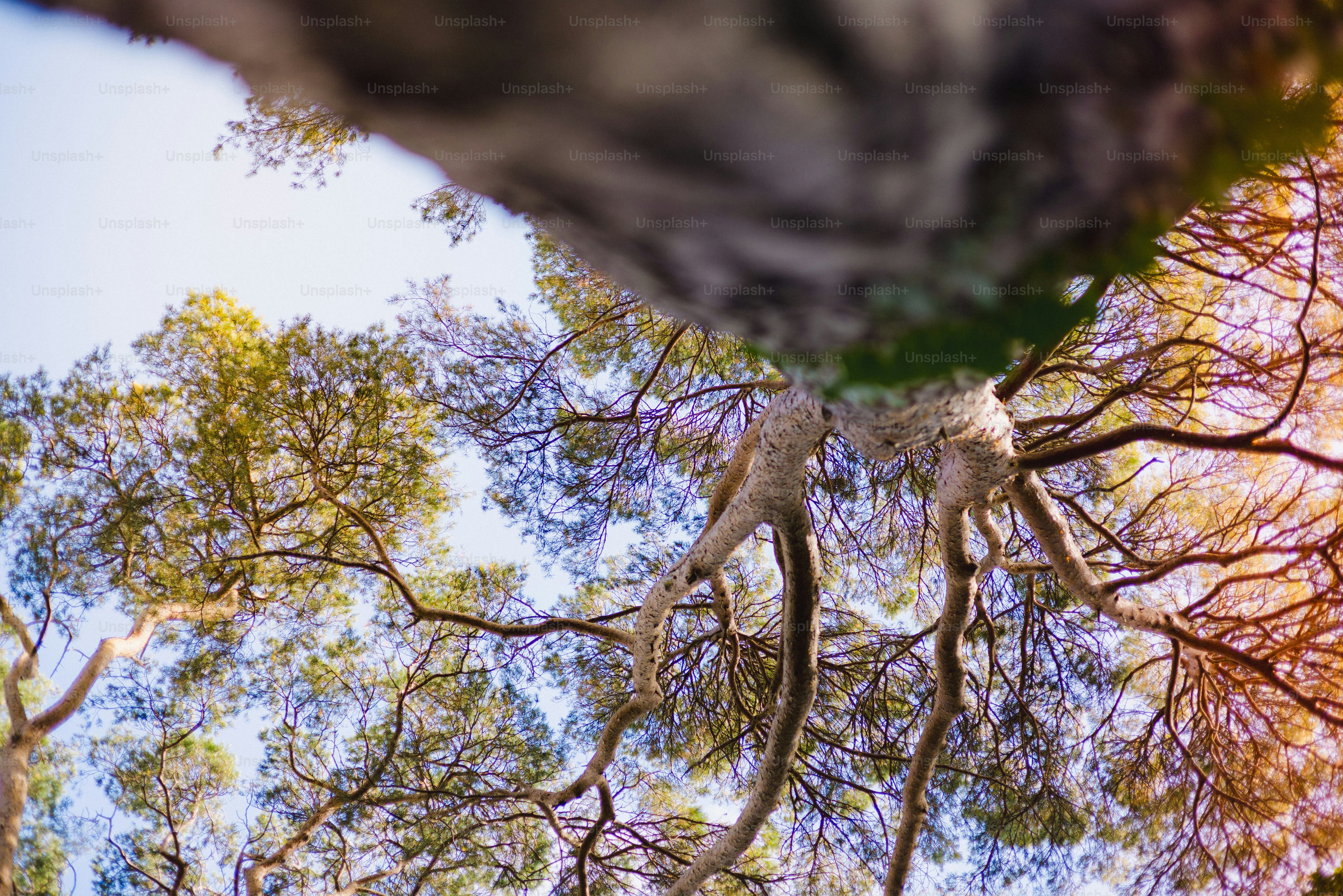 Looking up through tree branches towards the sky