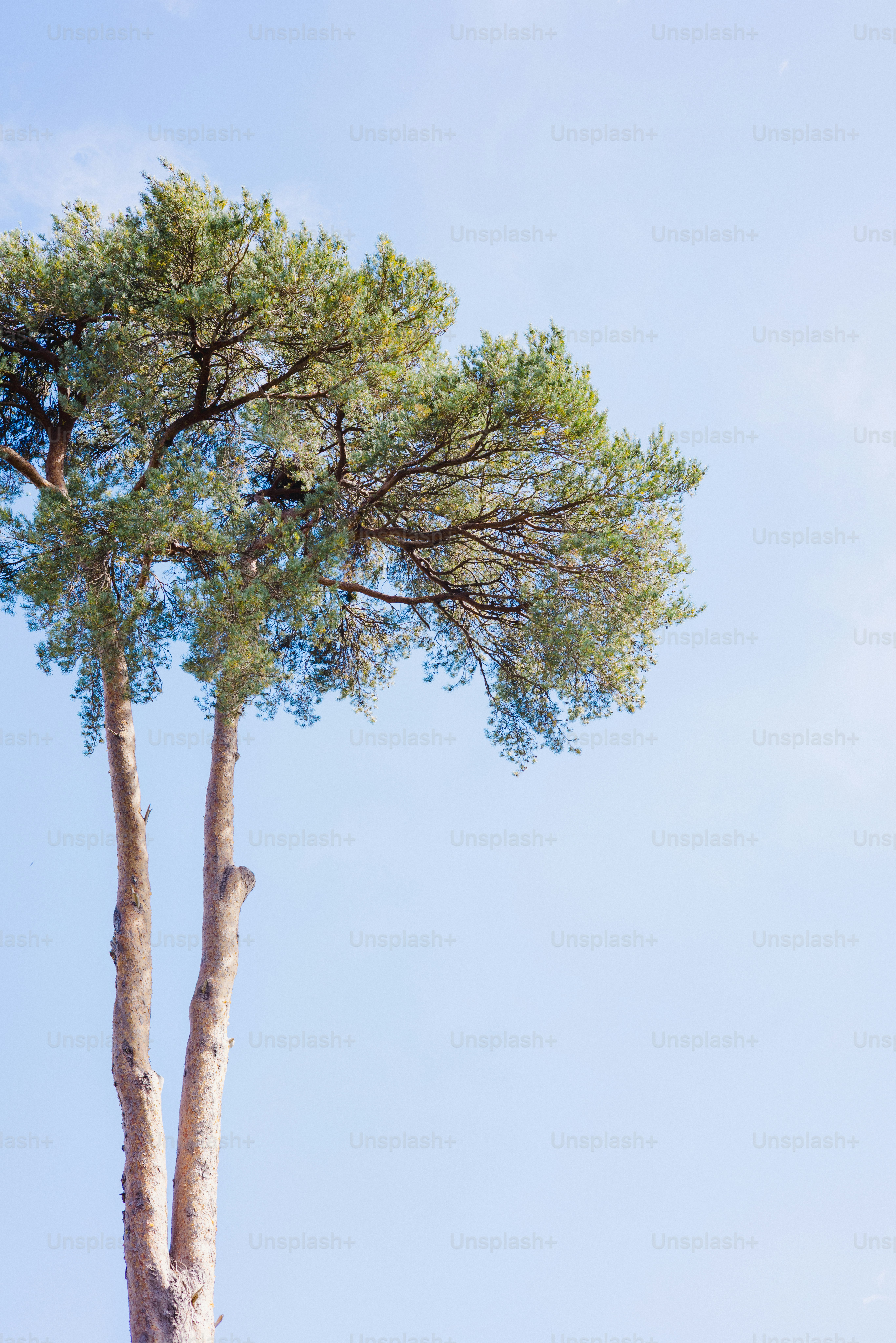 Tall tree with green leaves against a blue sky