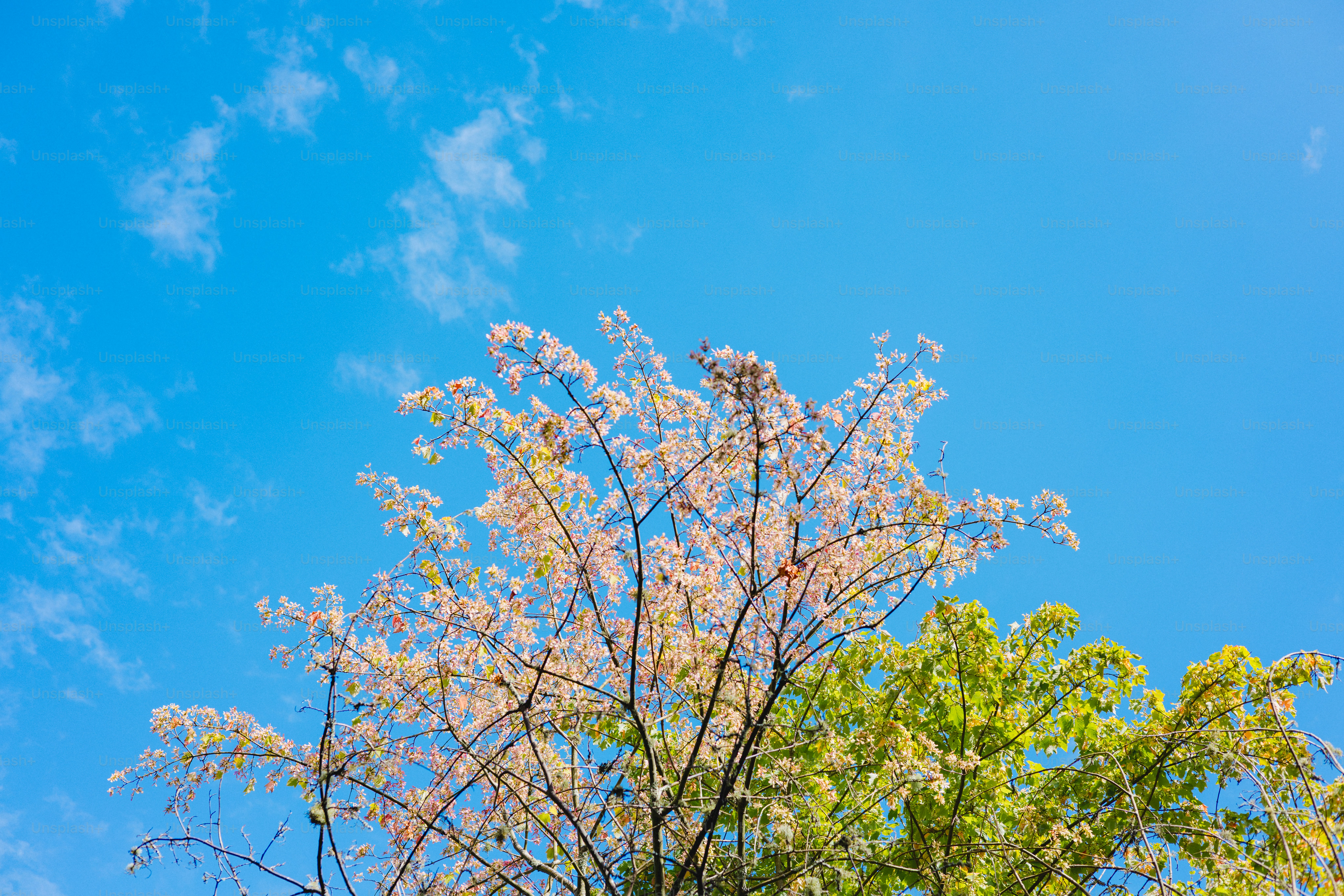 Cherry blossoms against a bright blue sky