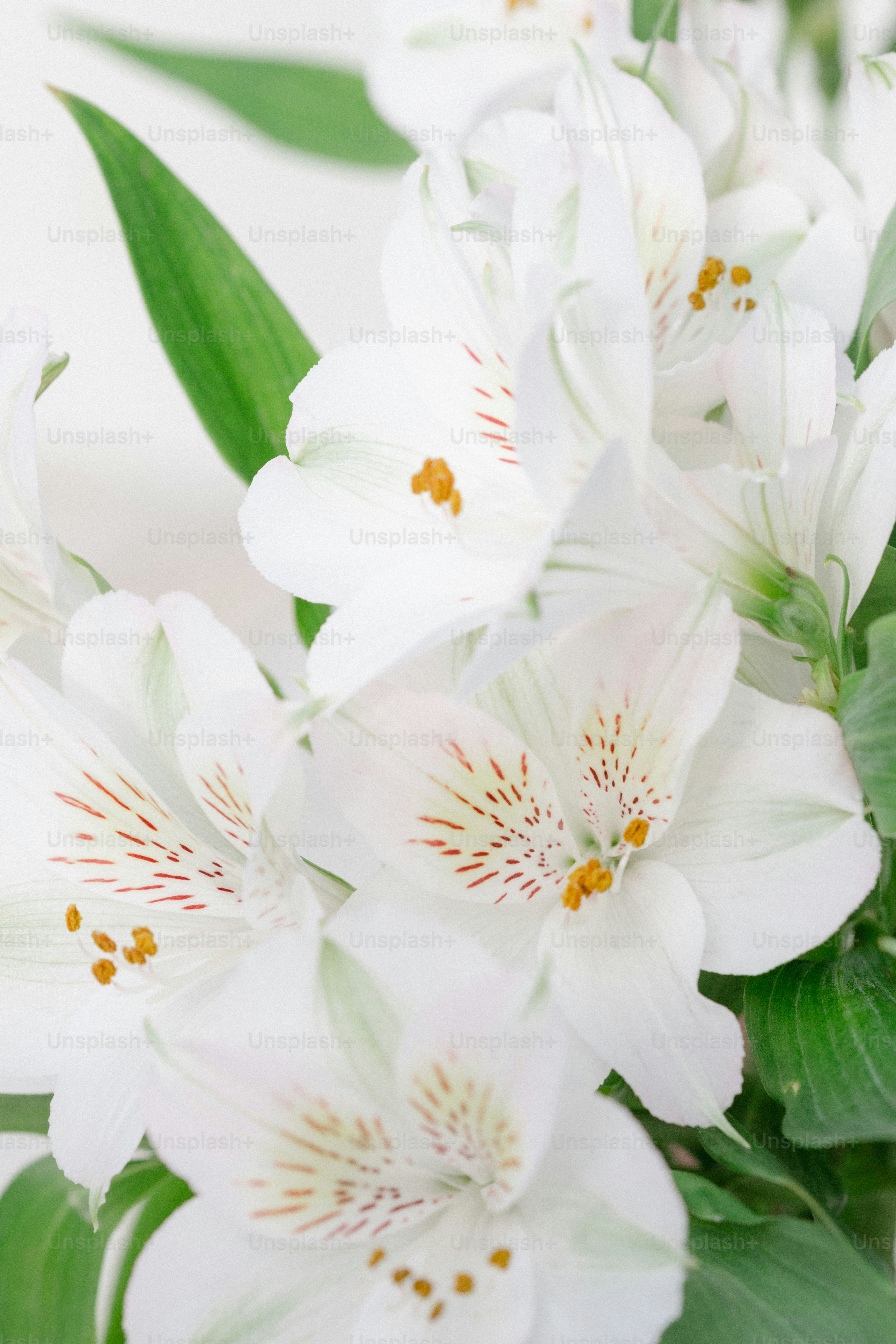 Close-up of white alstroemeria flowers with green leaves.