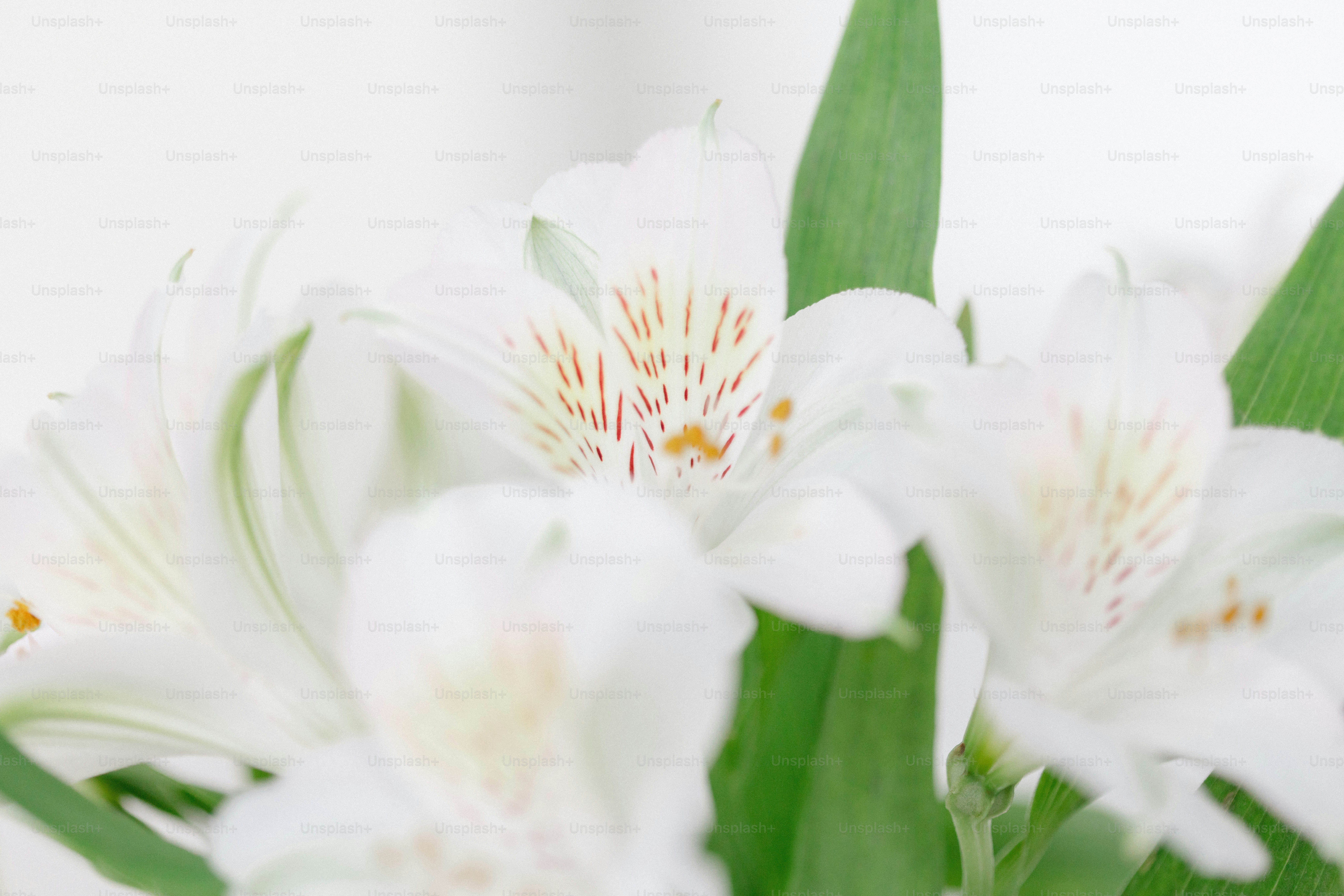 녹색 잎이 있는 섬세한 흰색 알스트로메리아 꽃의 클로즈업.