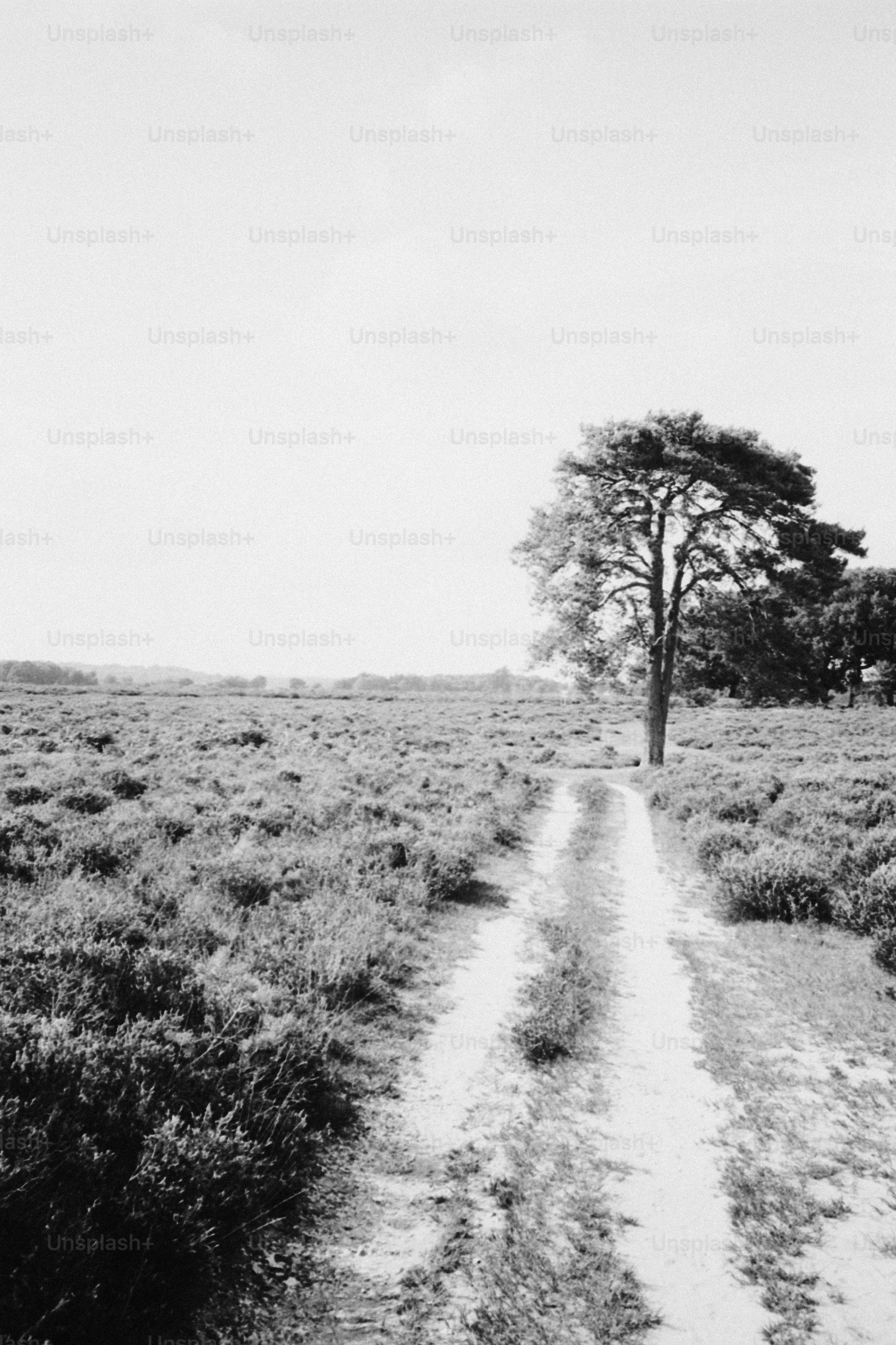 Jalan tanah melalui ladang dengan satu pohon.