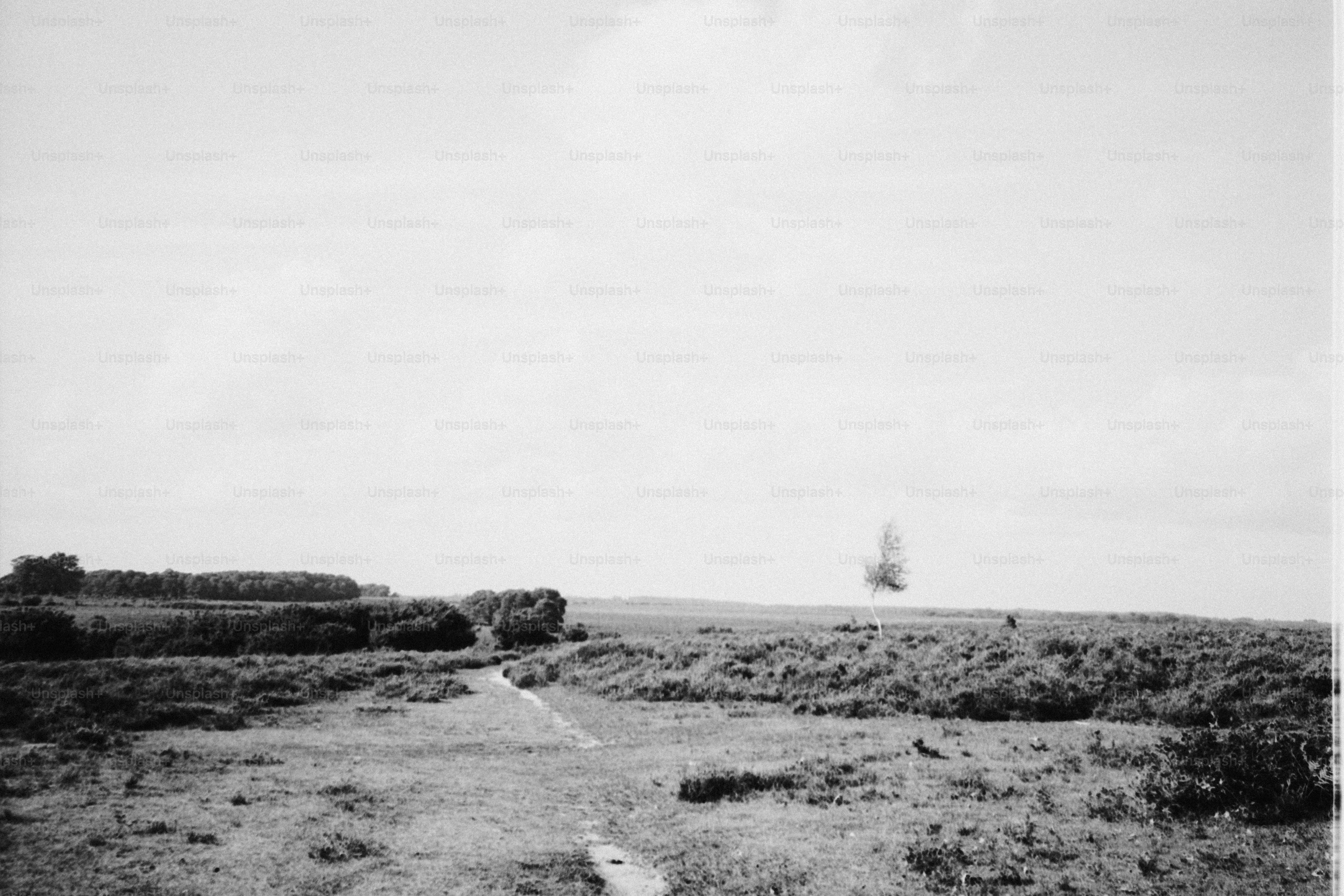 Grassy field with a distant tree and cloudy sky