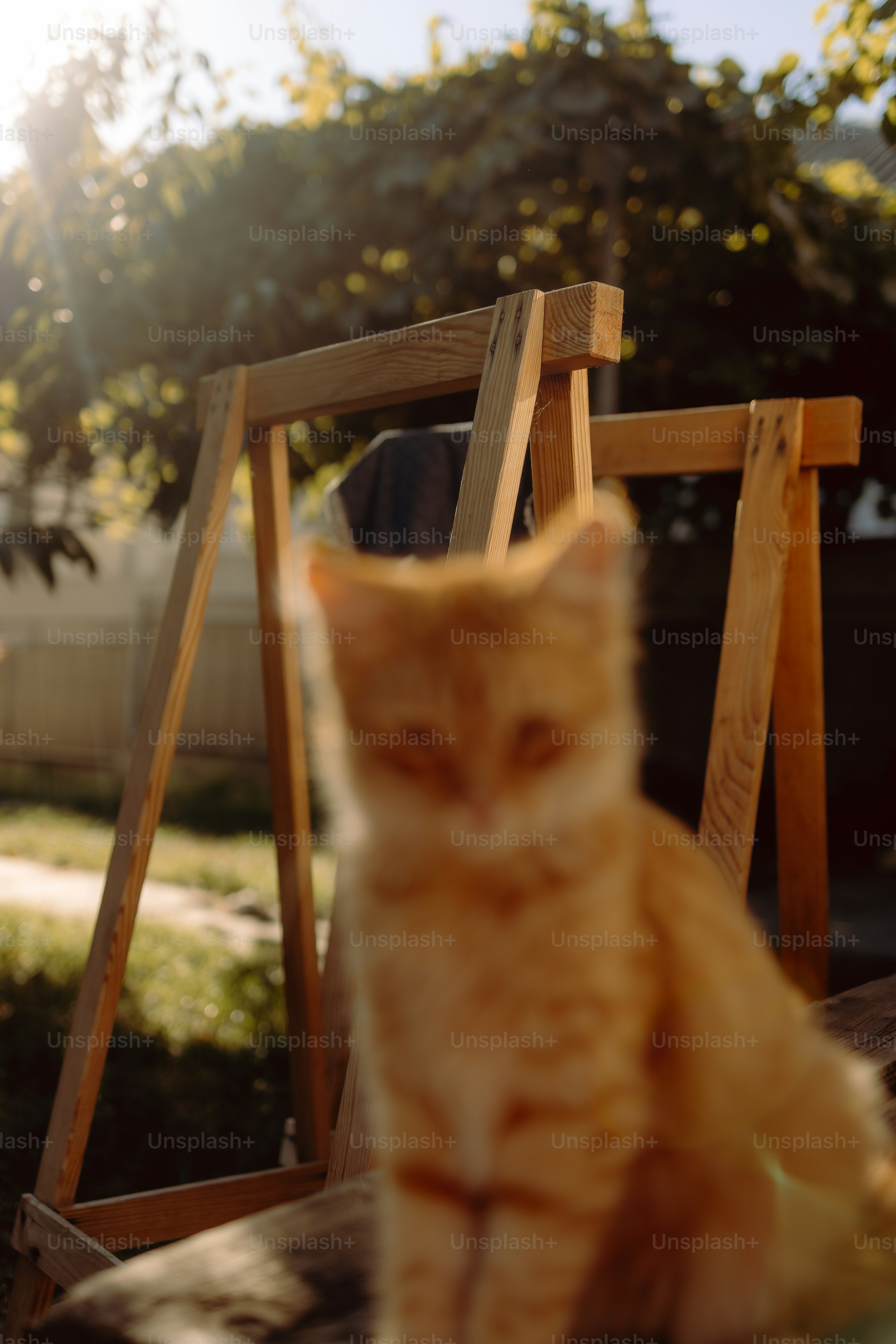 Anak kucing kucing oranye buram duduk di luar ruangan