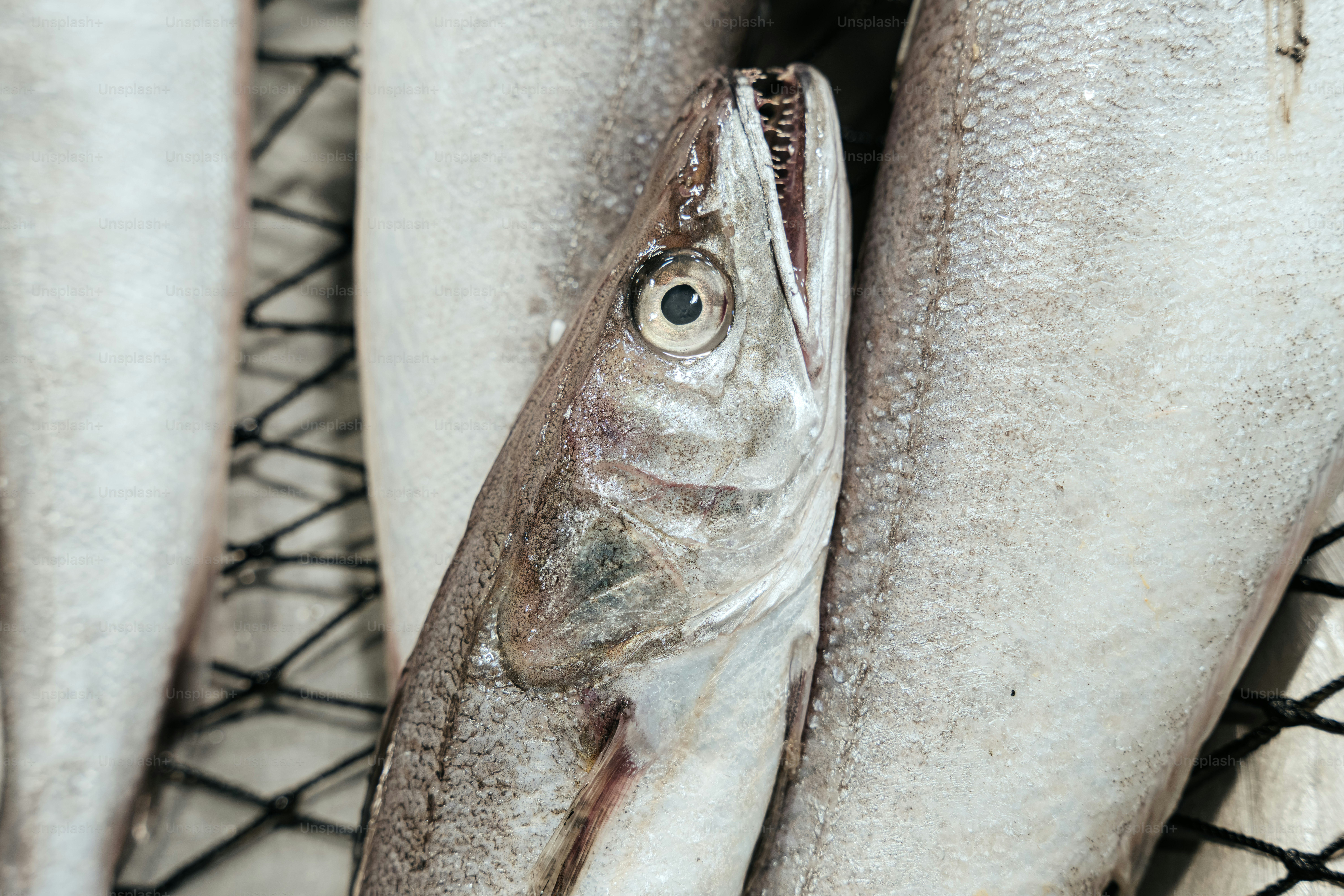 Close-up of a raw fish with mouth open