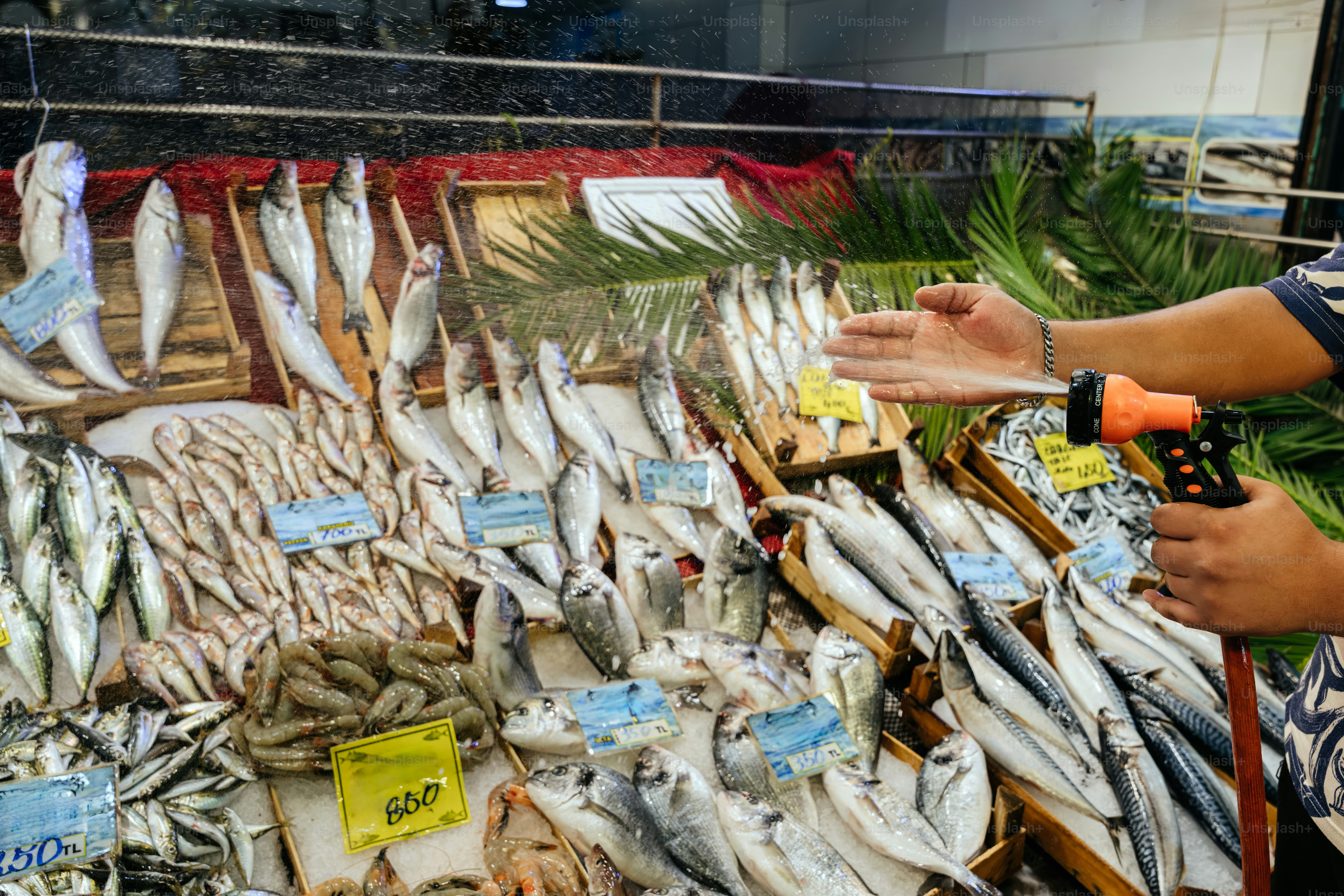 Fresh fish displayed at a market stall. photo – Fish Image on Unsplash