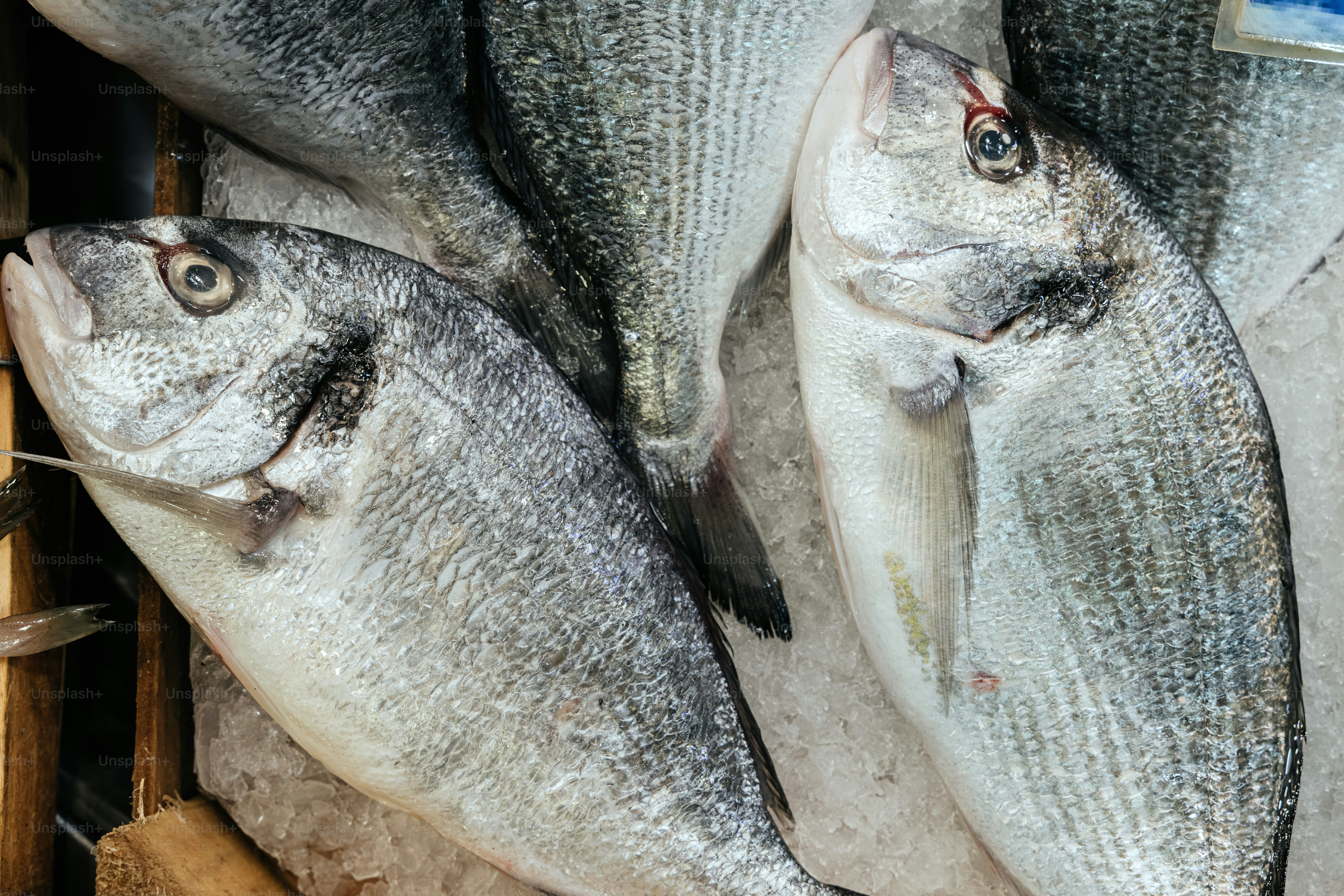 Ikan segar ditampilkan di atas es