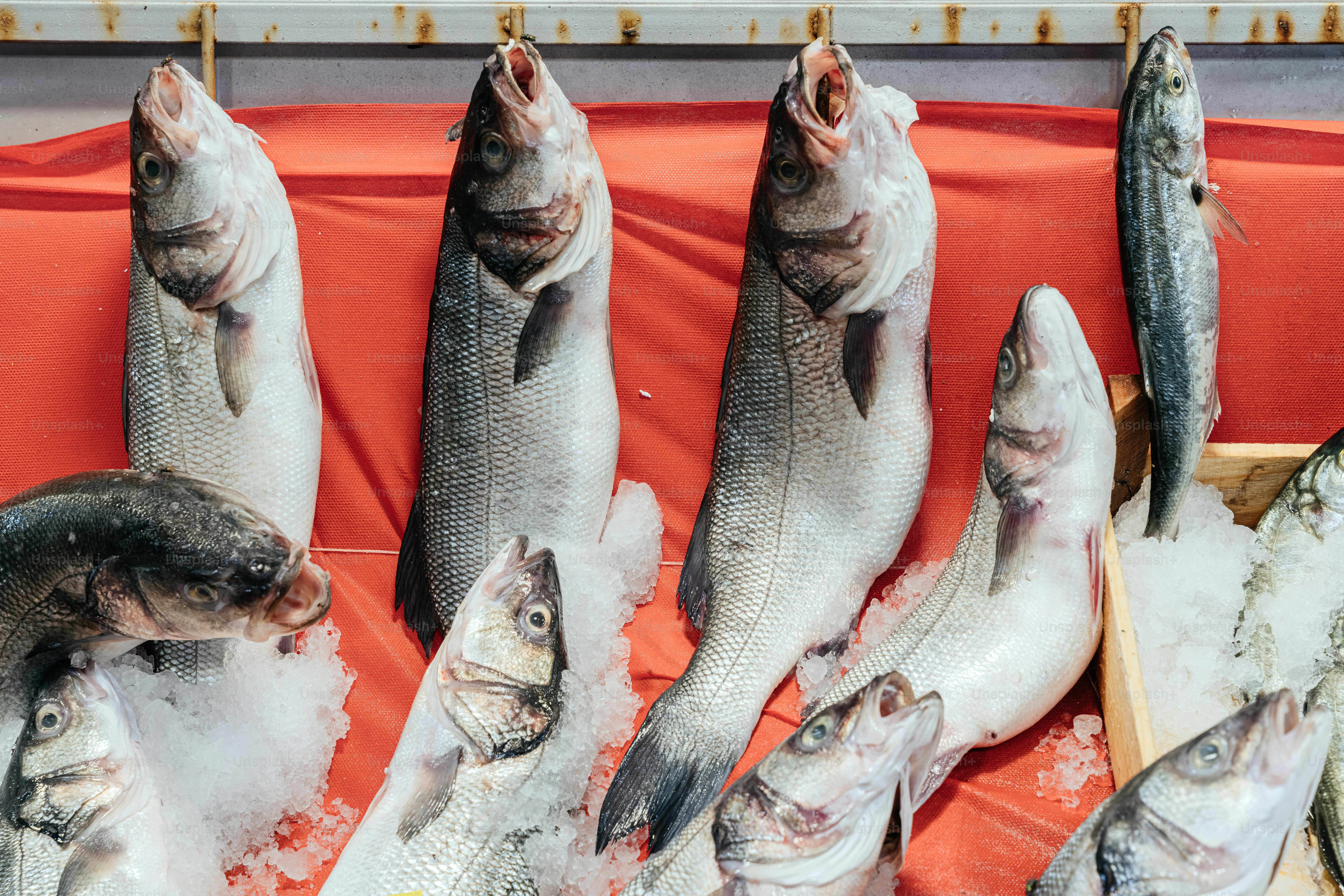 Ikan segar ditampilkan di atas es di pasar