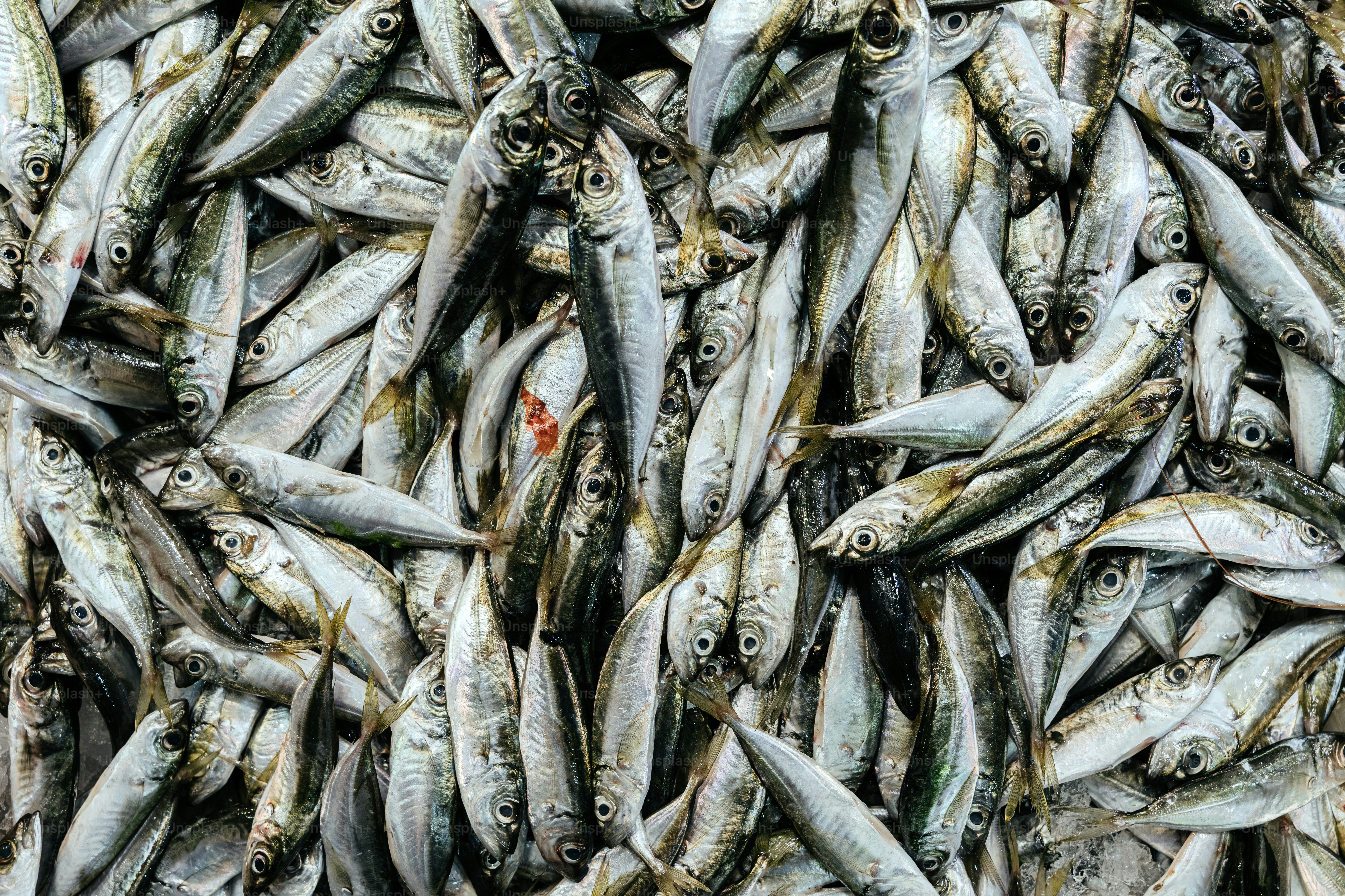 A large pile of fresh small fish
