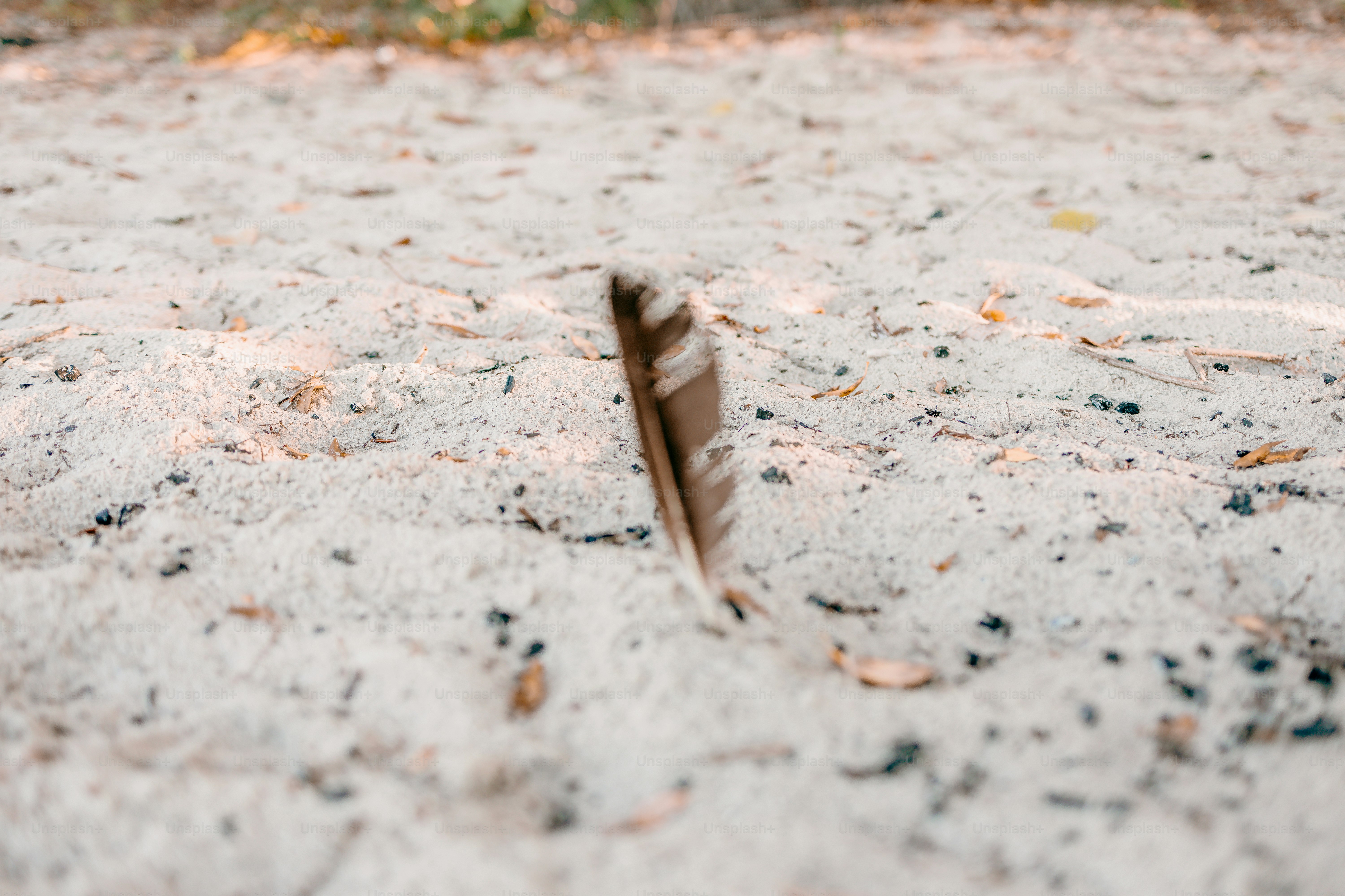 A single feather rests on sandy ground. photo – Beach Image on Unsplash