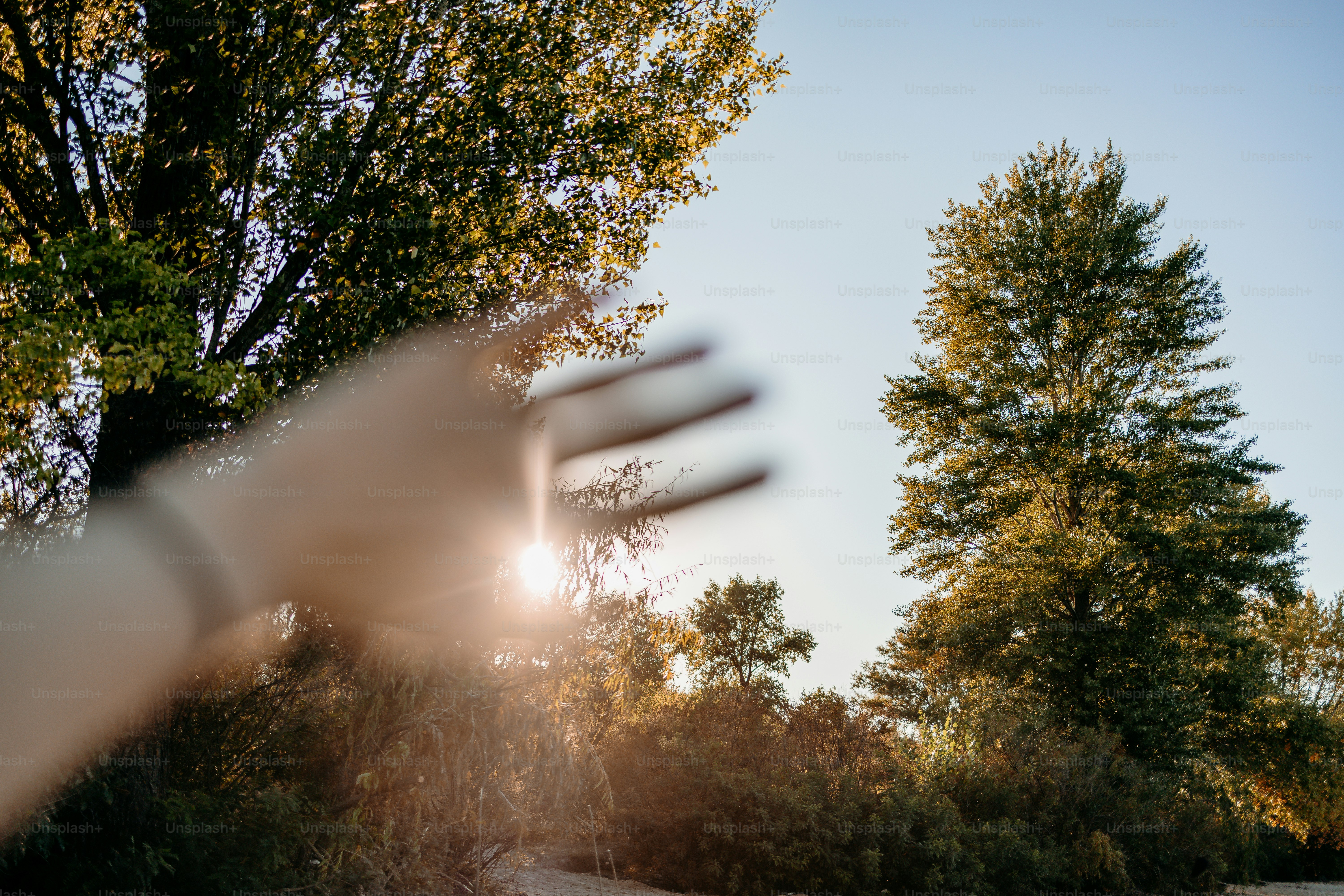 Sunlight filters through trees with a hand obscuring the lens. photo ...