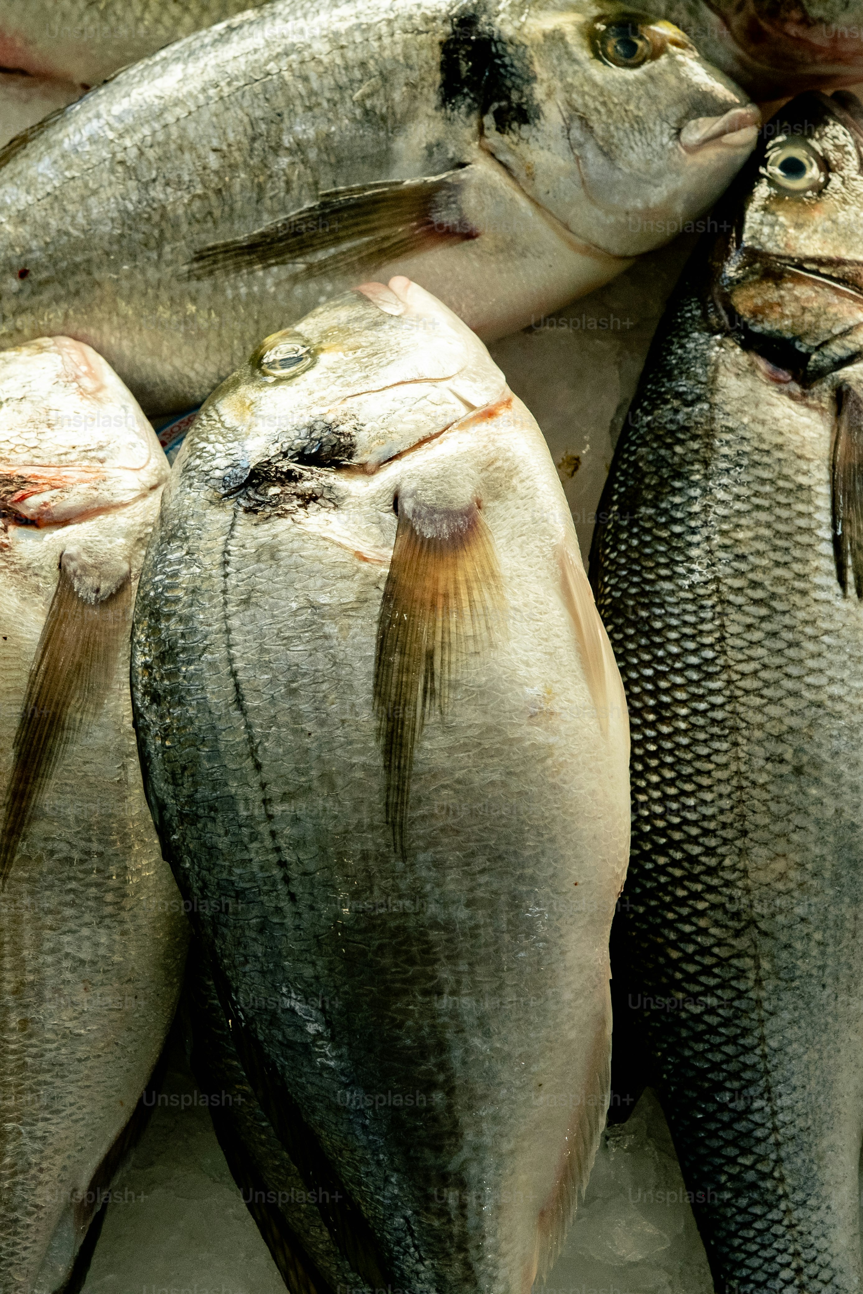 Freshly caught fish displayed on ice