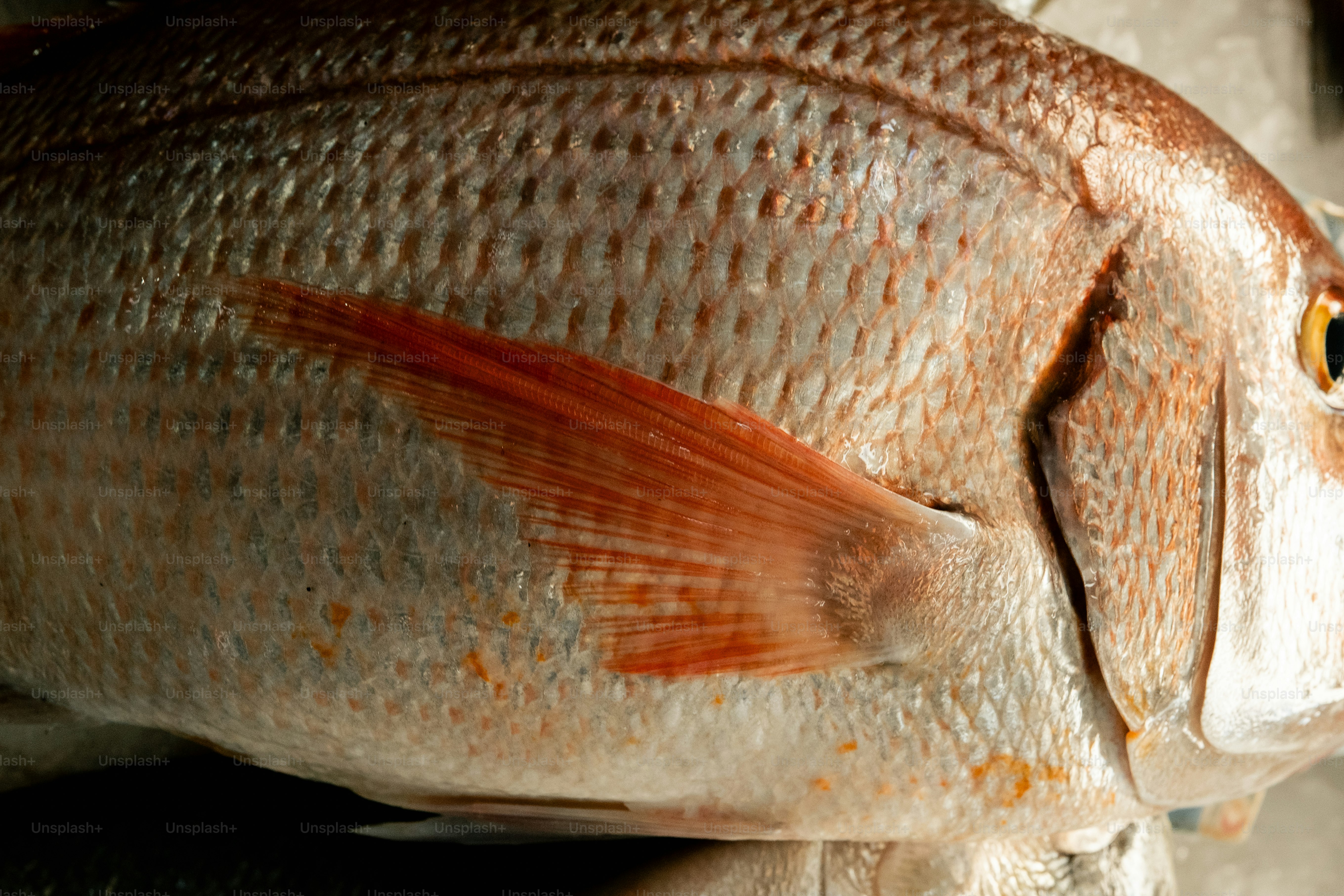 Close-up of a whole raw red snapper