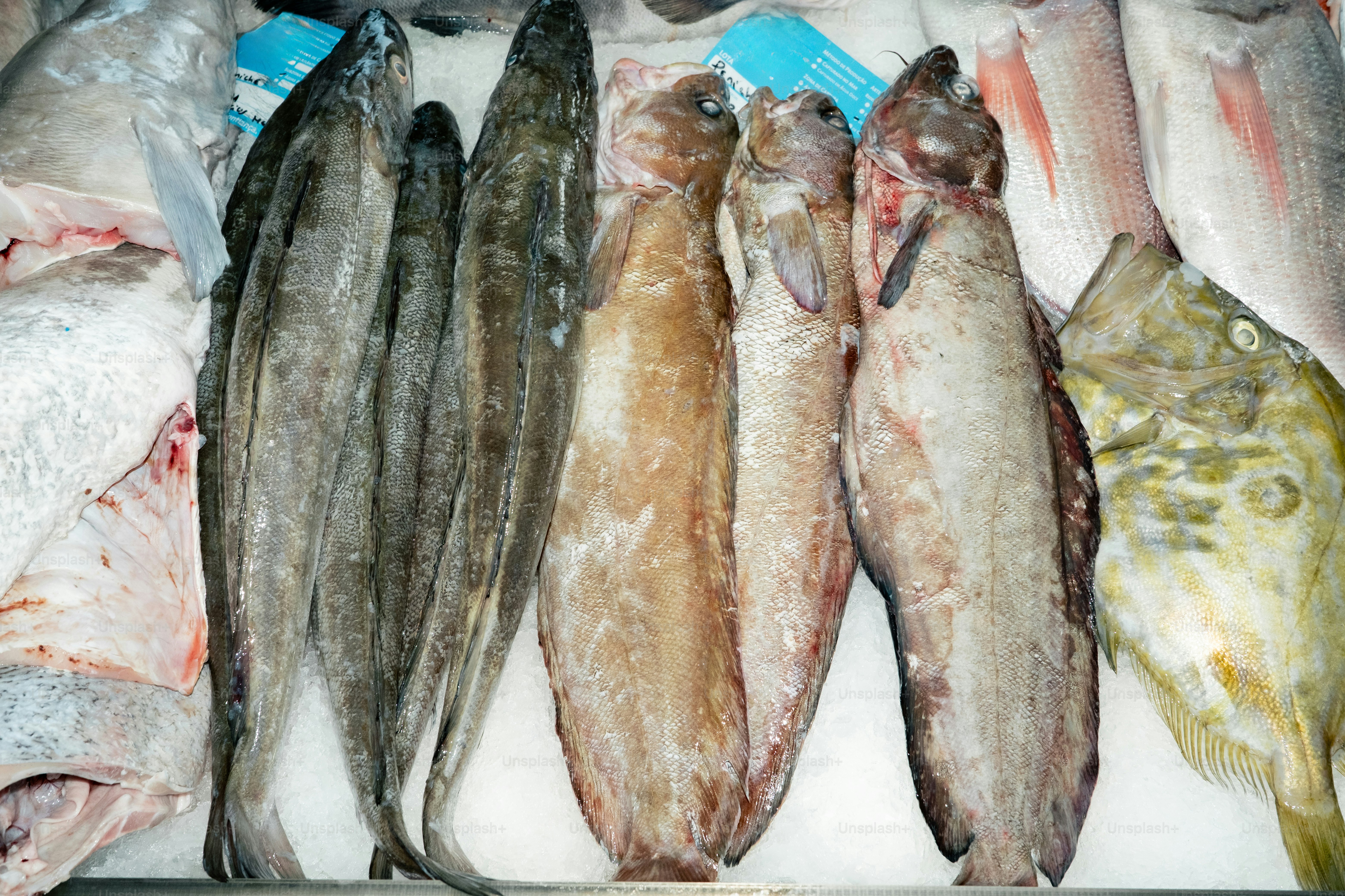 Assortment of fresh fish displayed on ice.