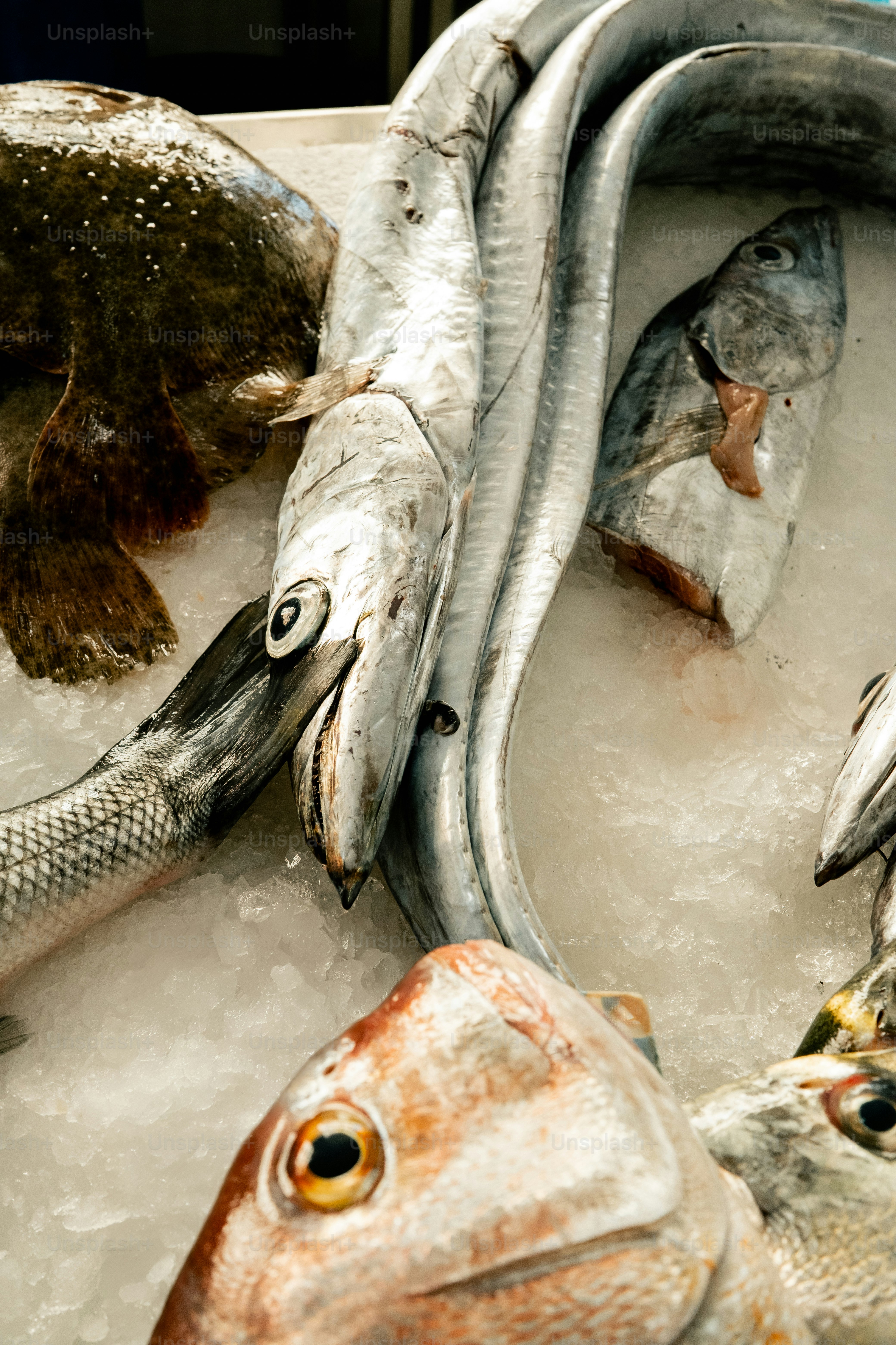 Freshly caught fish displayed on ice