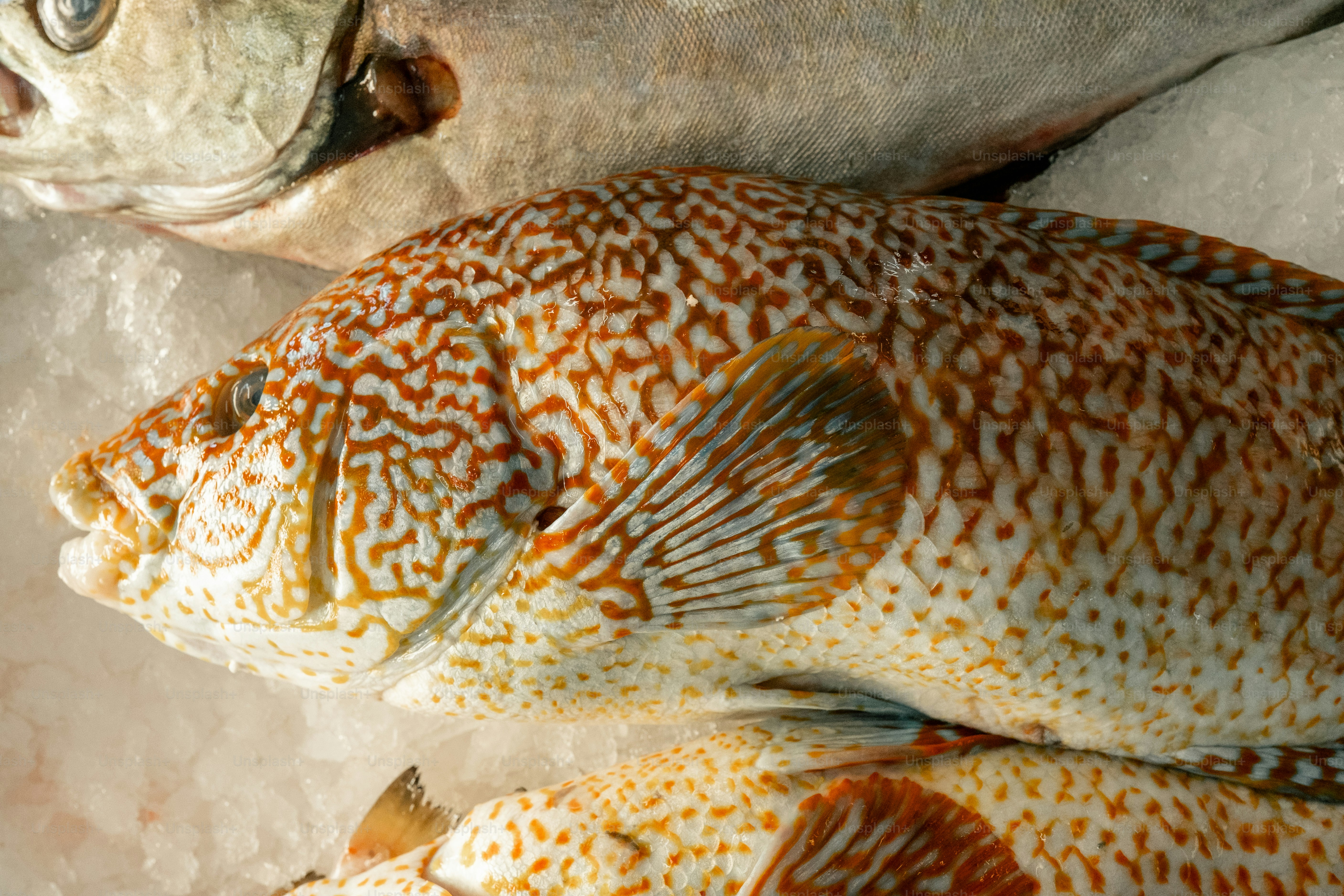 Ikan berpola beristirahat di atas es dengan ikan lain.