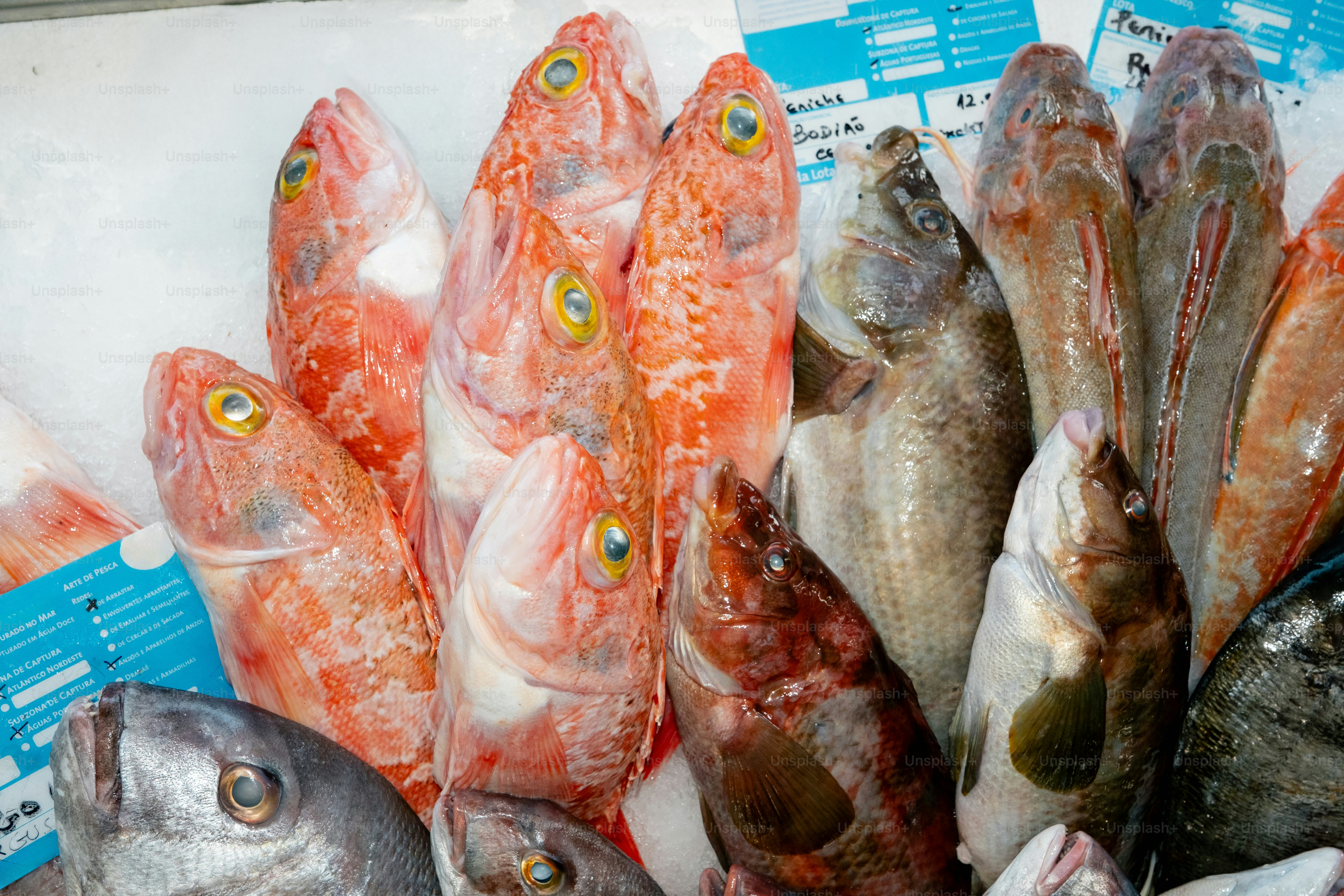 Jeedar - Yellowfin Tuna