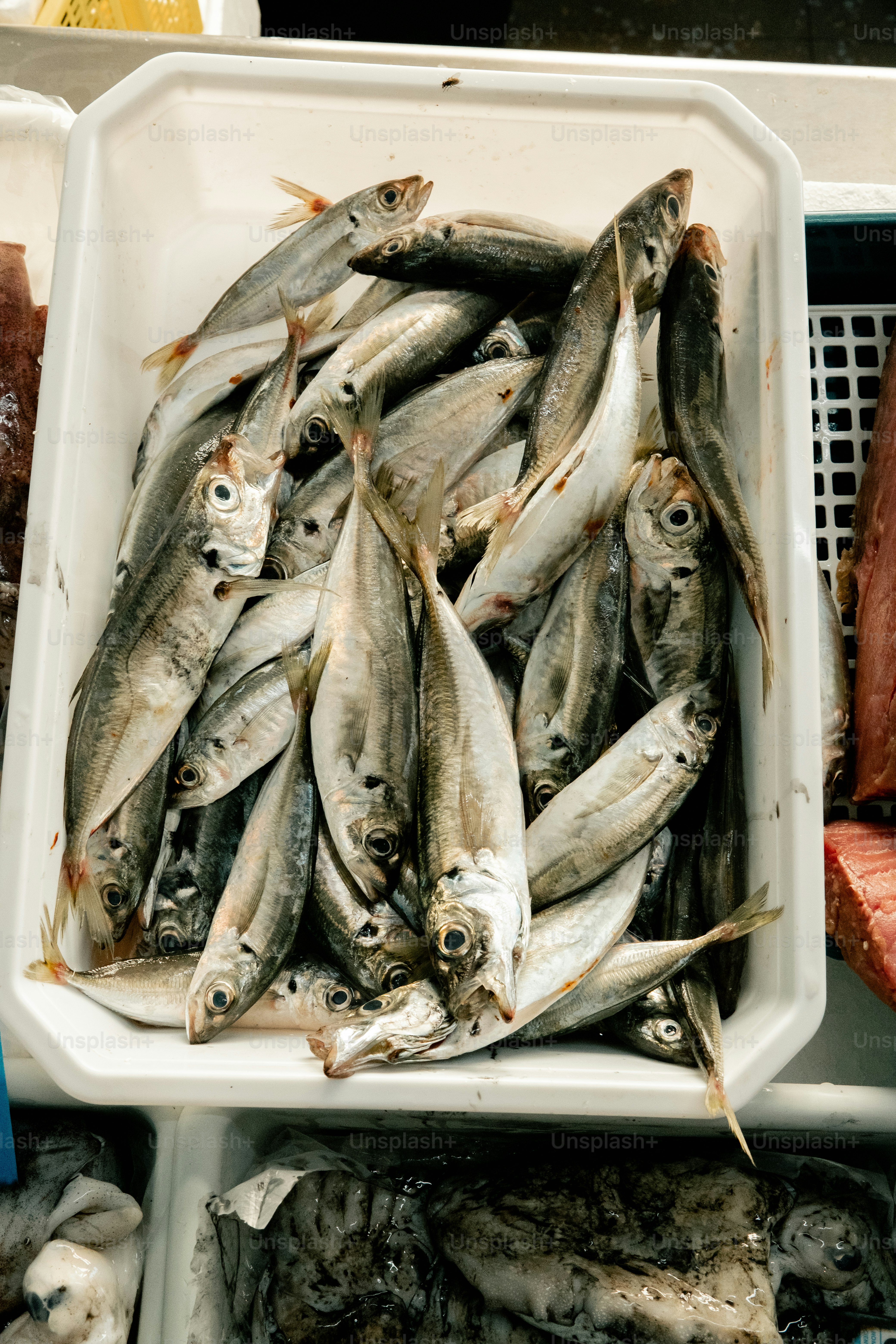 Une baignoire blanche remplie de petits poissons frais.