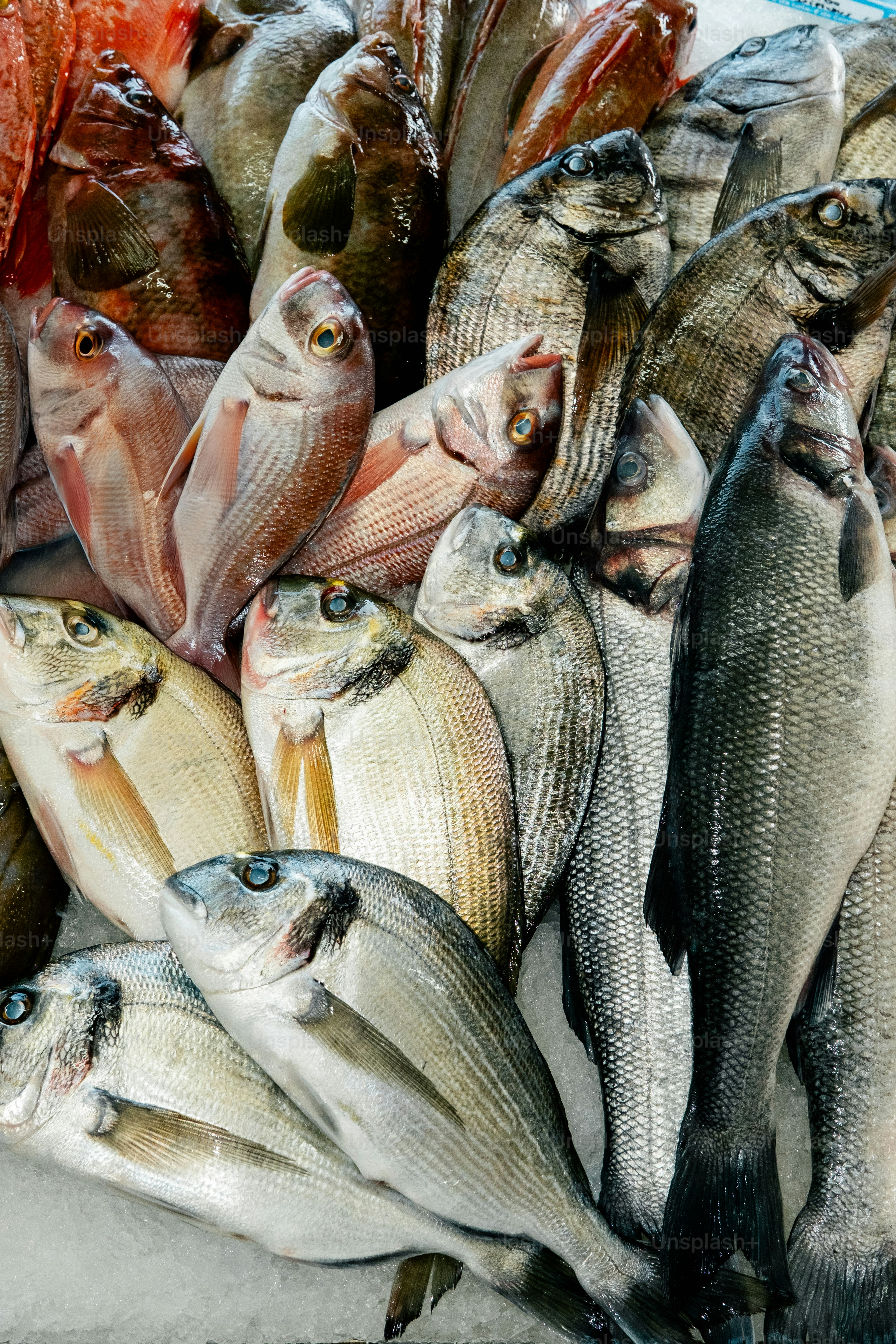 A variety of fresh fish displayed on ice.