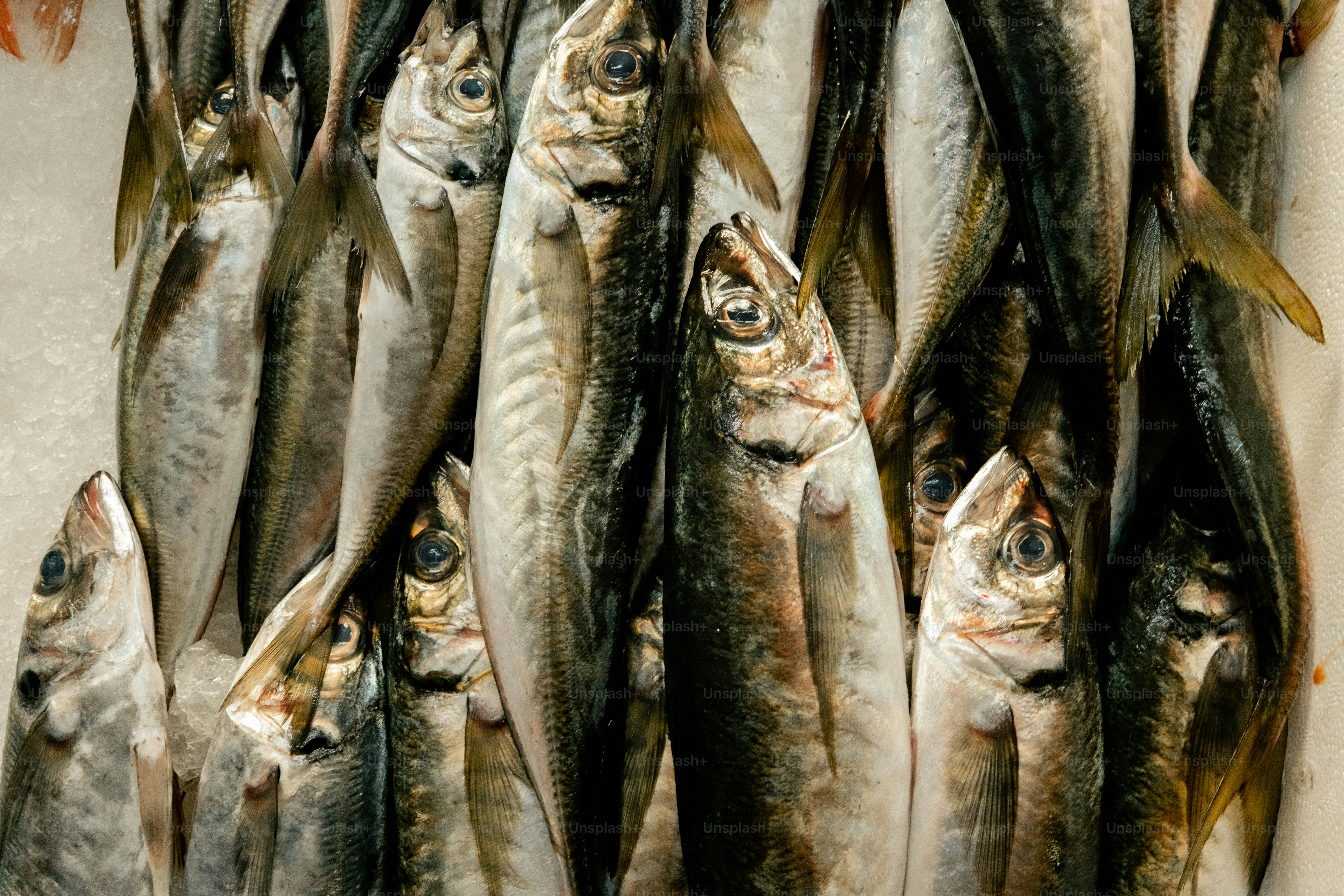 A close-up of many fresh fish on ice