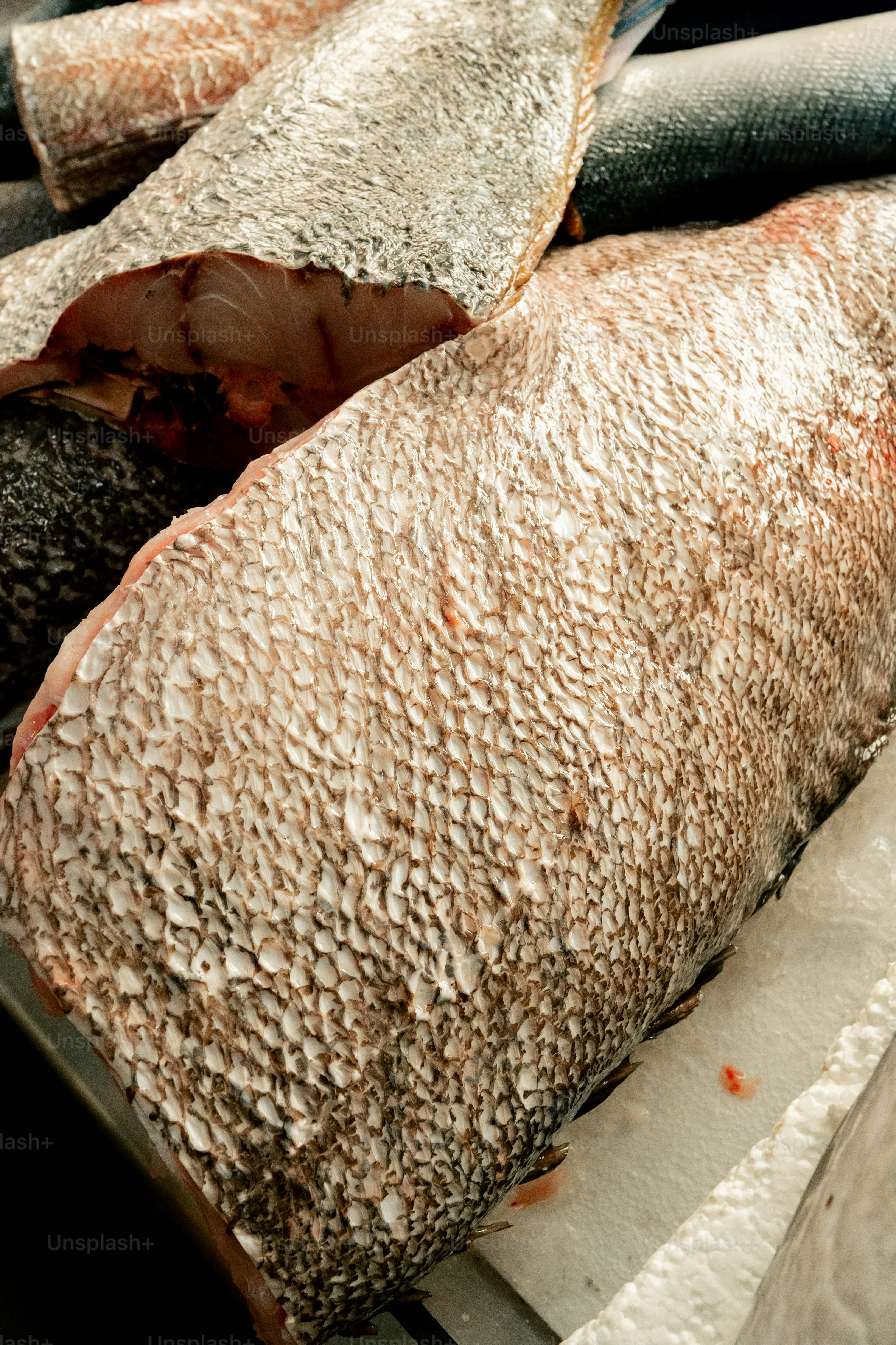 Close-up of raw fish with scales