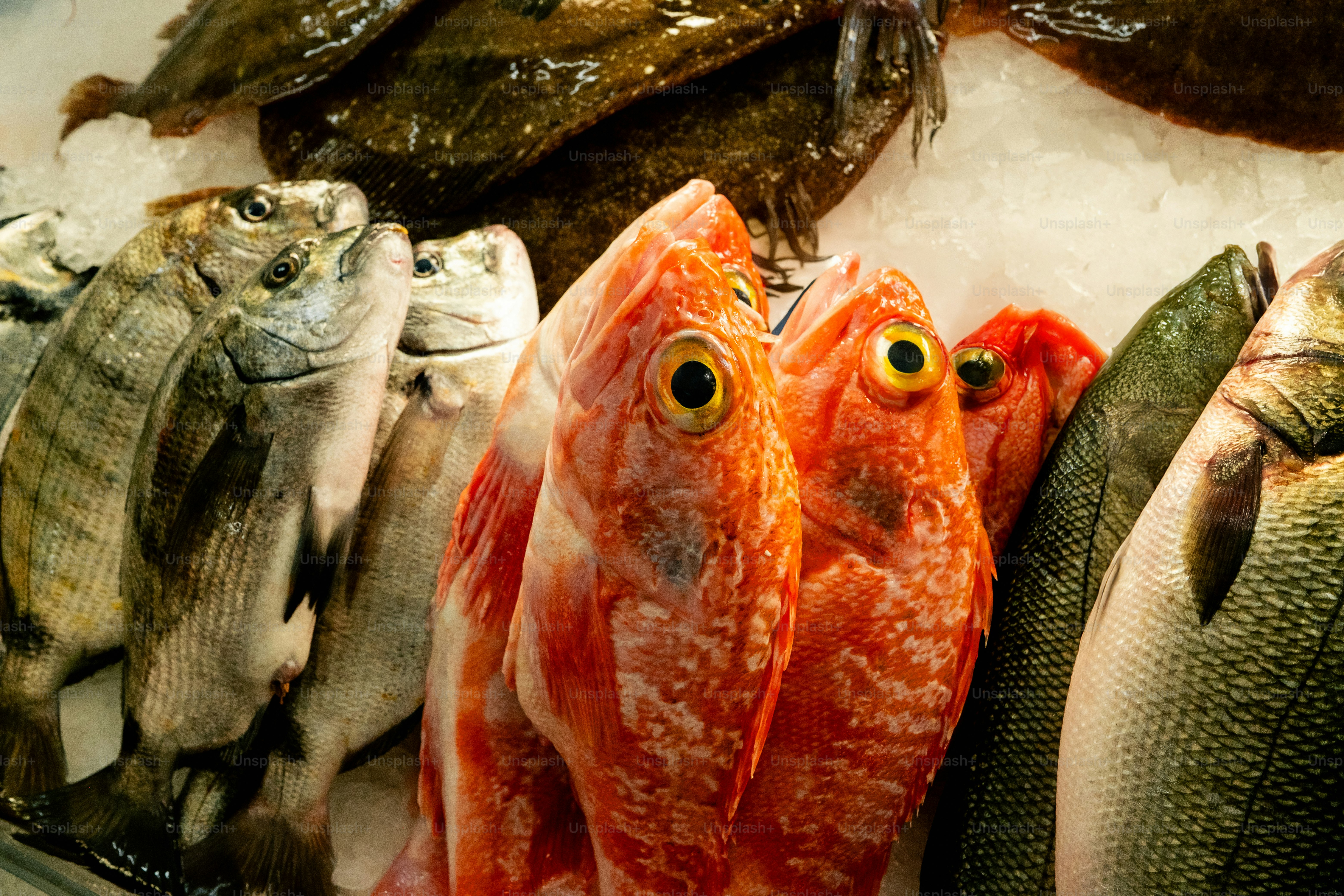 Fresh fish displayed on ice at a market