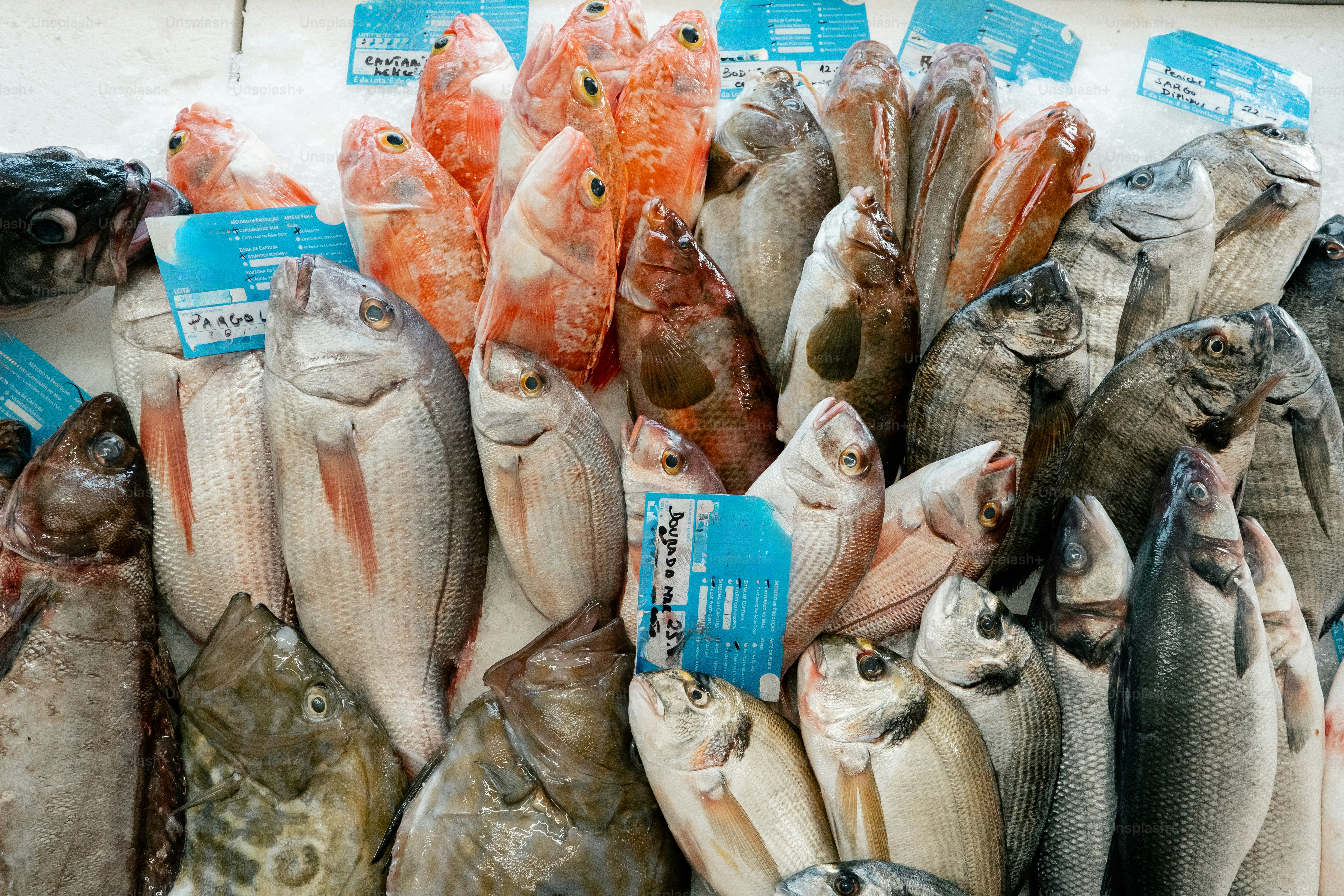 Assortment of fresh fish displayed on ice