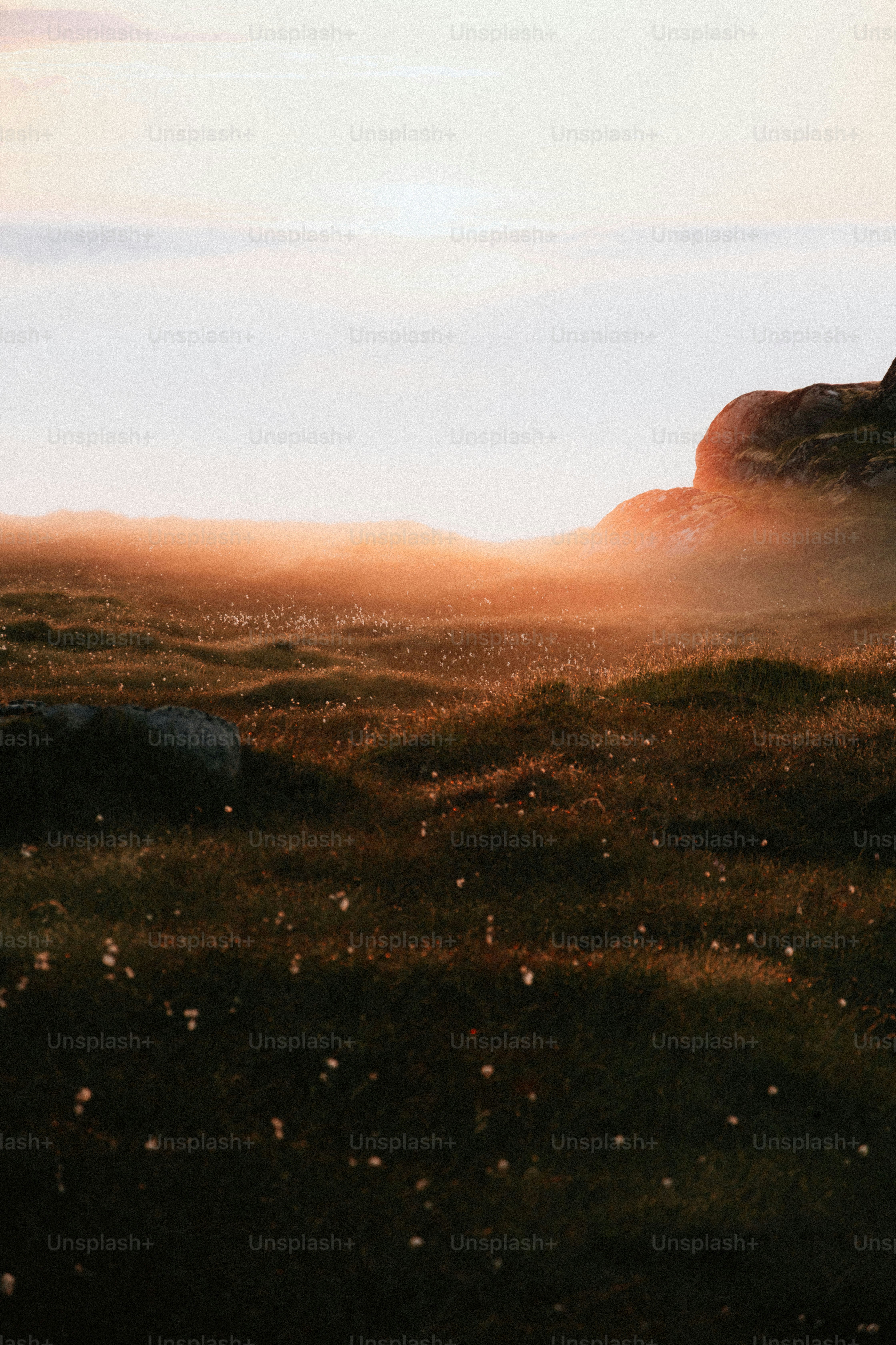 Une brume dorée s’élève au-dessus d’un champ herbeux au coucher du soleil.