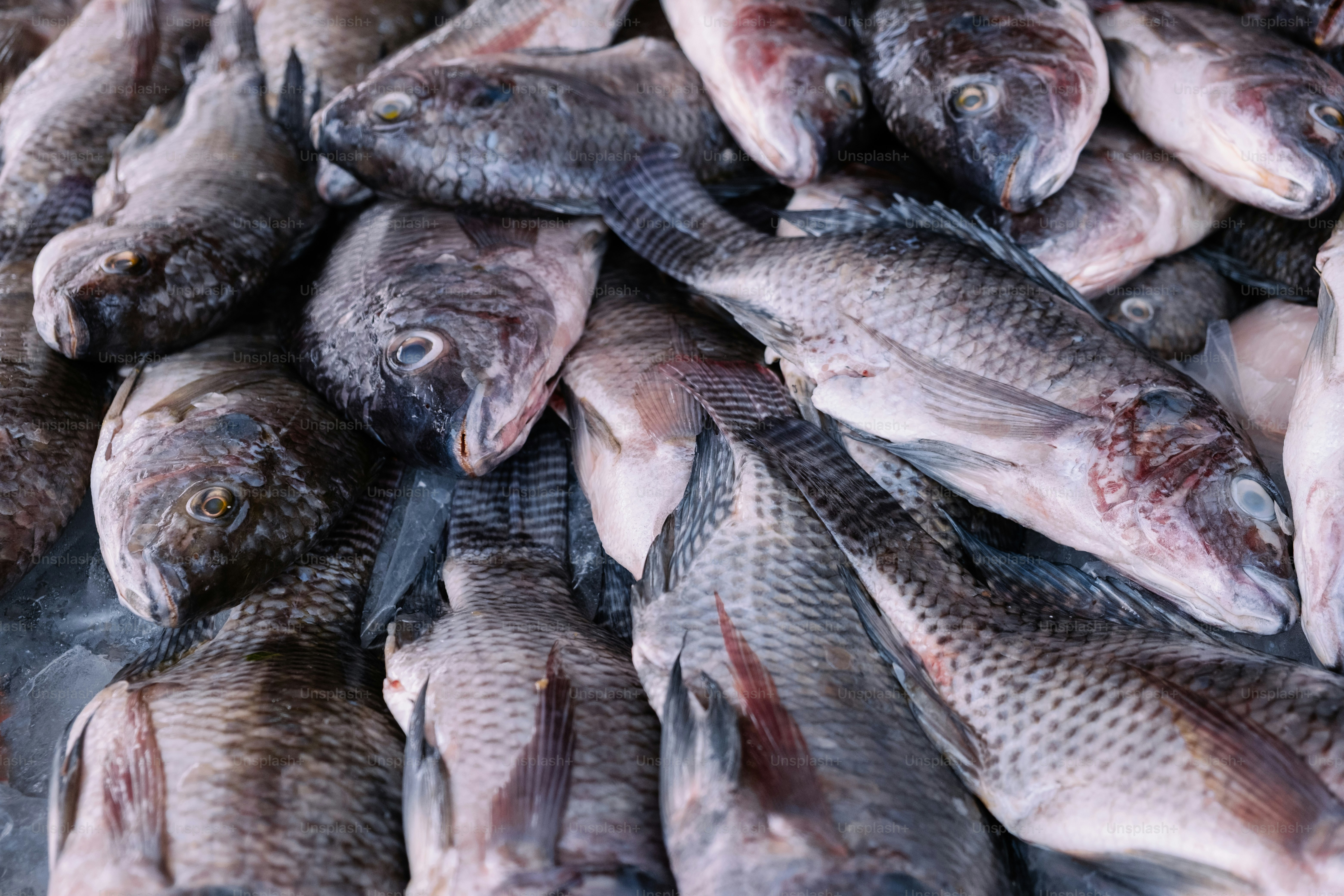 Freshly caught tilapia fish piled together
