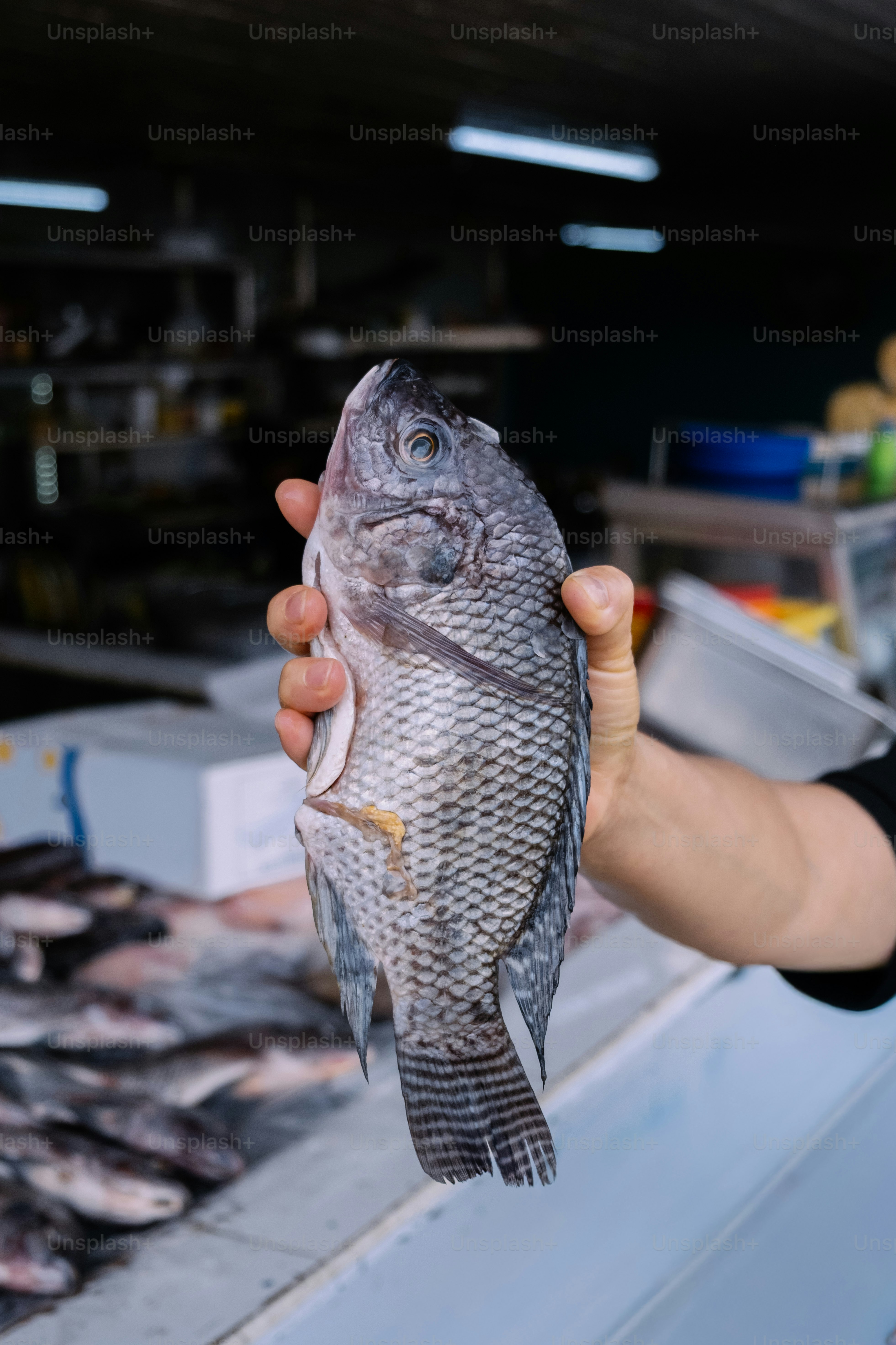 Hand holding a fresh tilapia fish at market