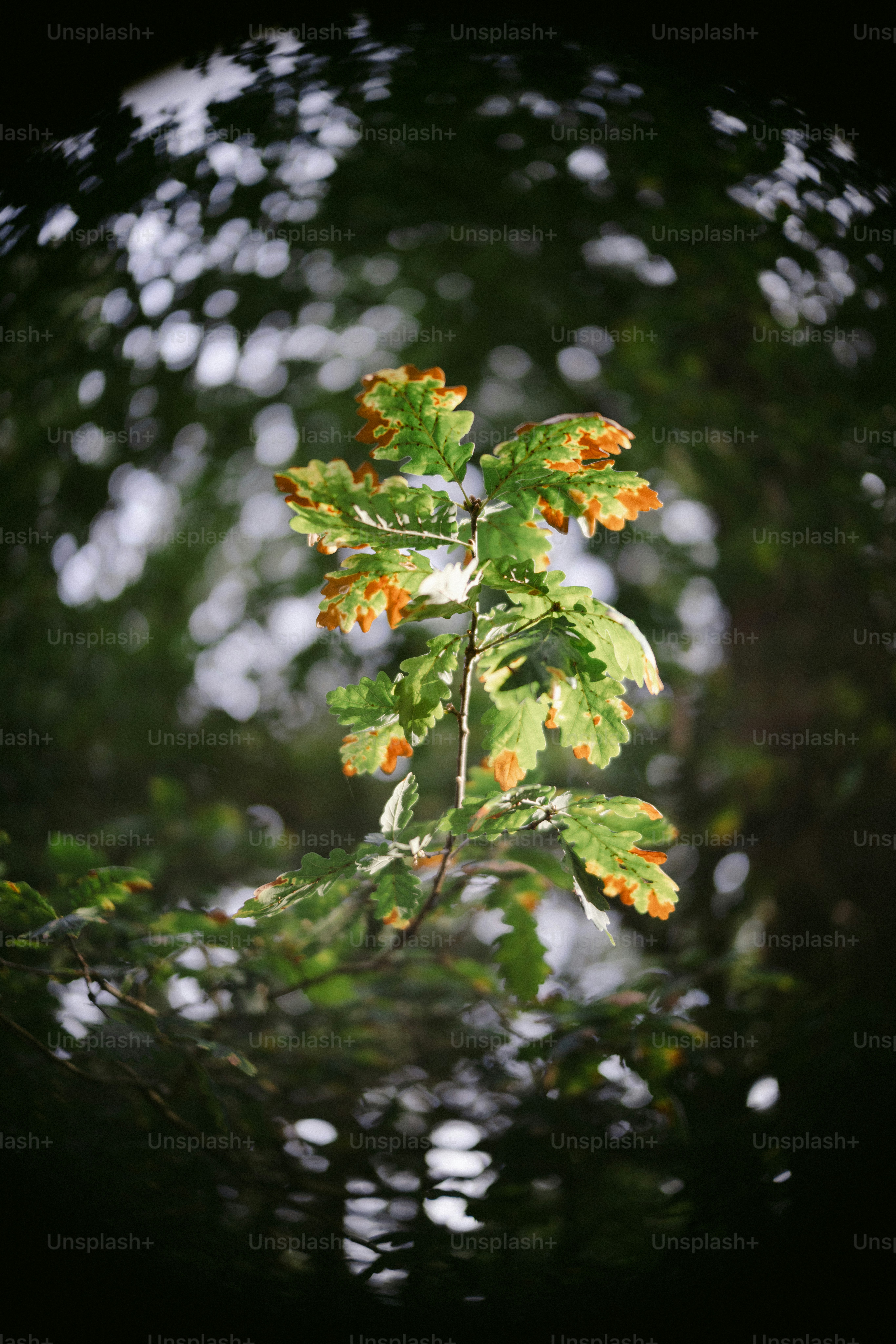 Oak leaves with brown edges in dappled sunlight