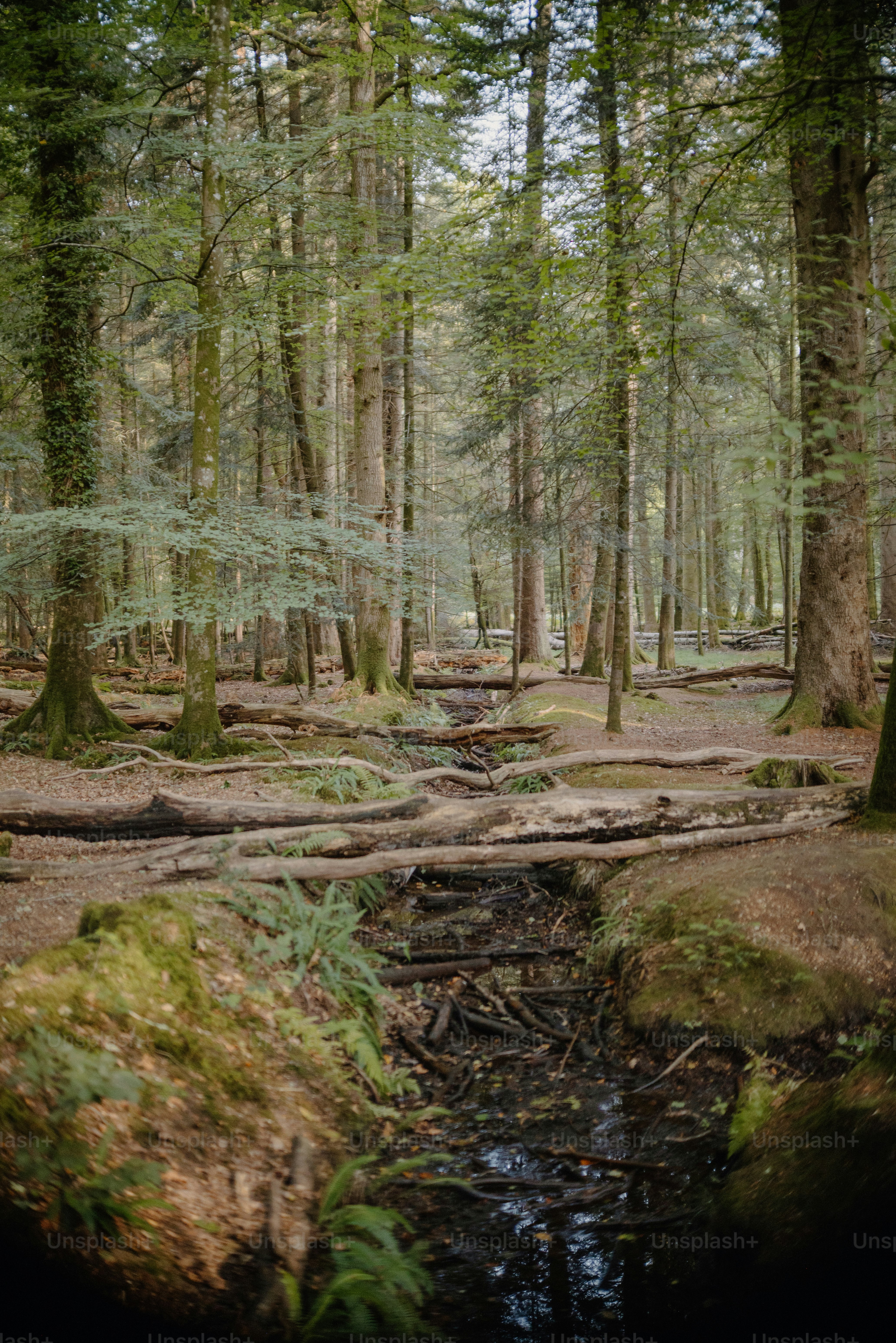 A narrow stream flows through a dense forest. photo – Autumn Image on ...