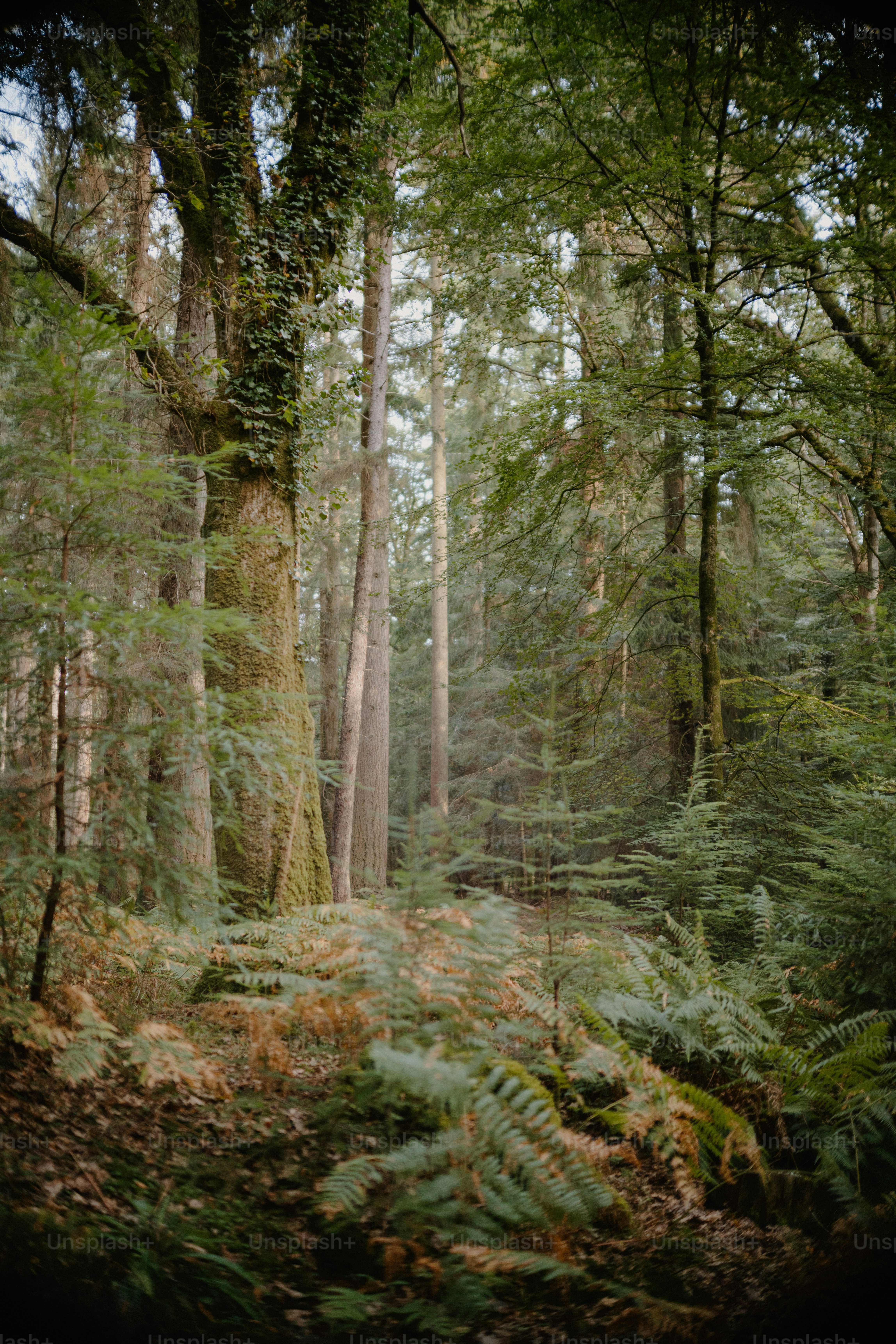 Lush green forest with tall trees and ferns