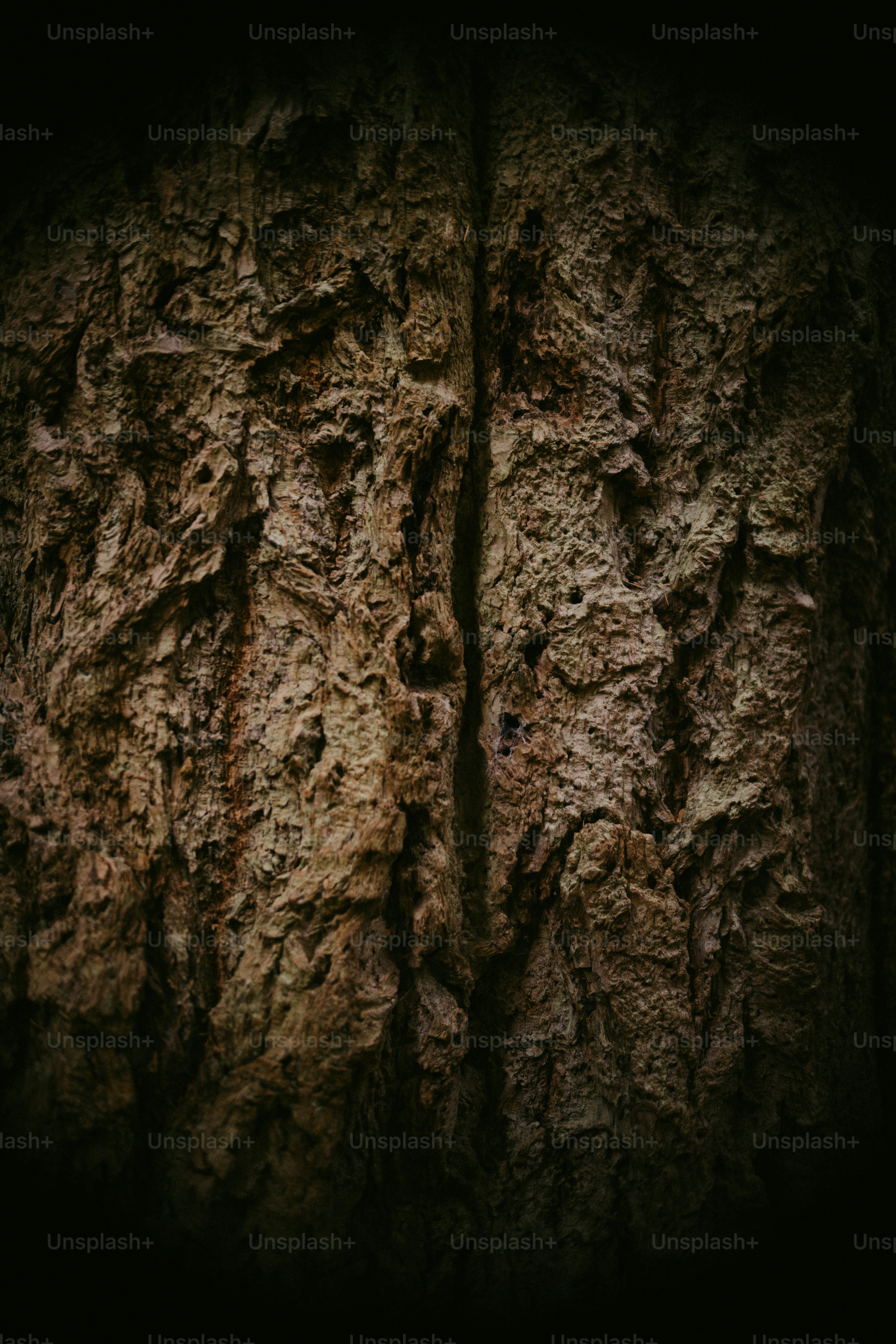 Close-up tekstur kulit pohon kasar
