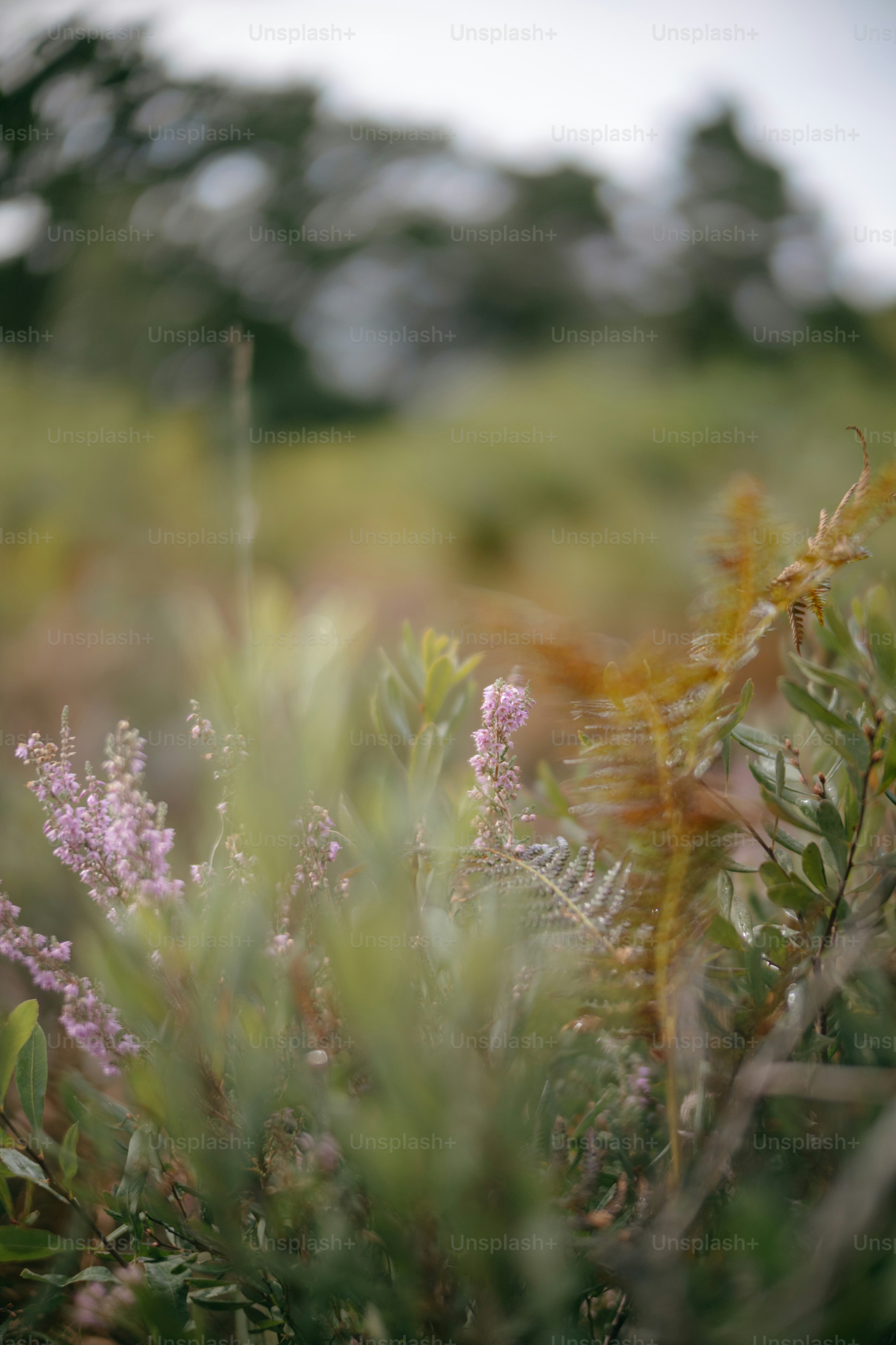 Zarte violette Wildblumen blühen auf einer sonnenbeschienenen Wiese.