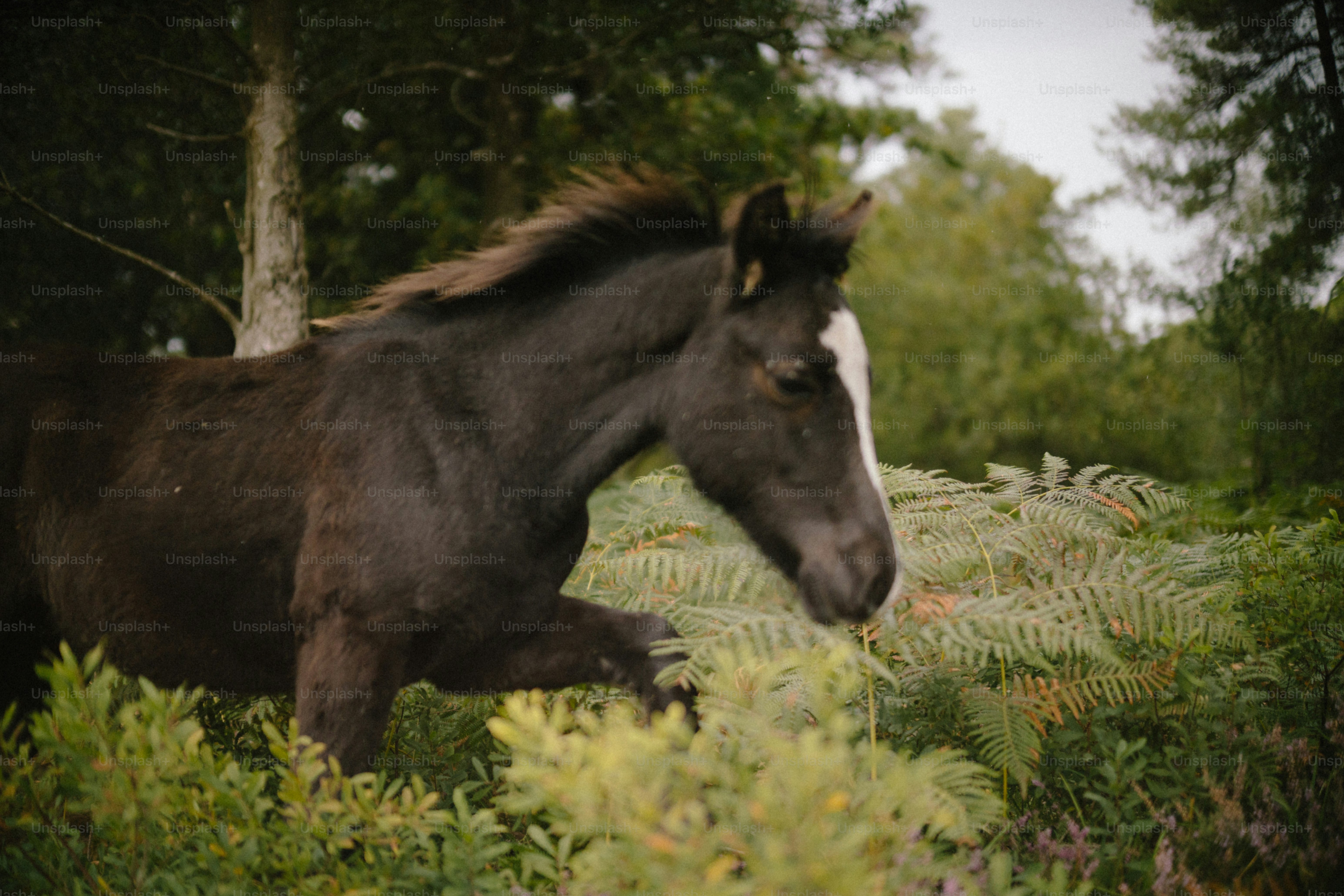 Ein dunkles Pferd mit weißer Flamme läuft durch das Laub.